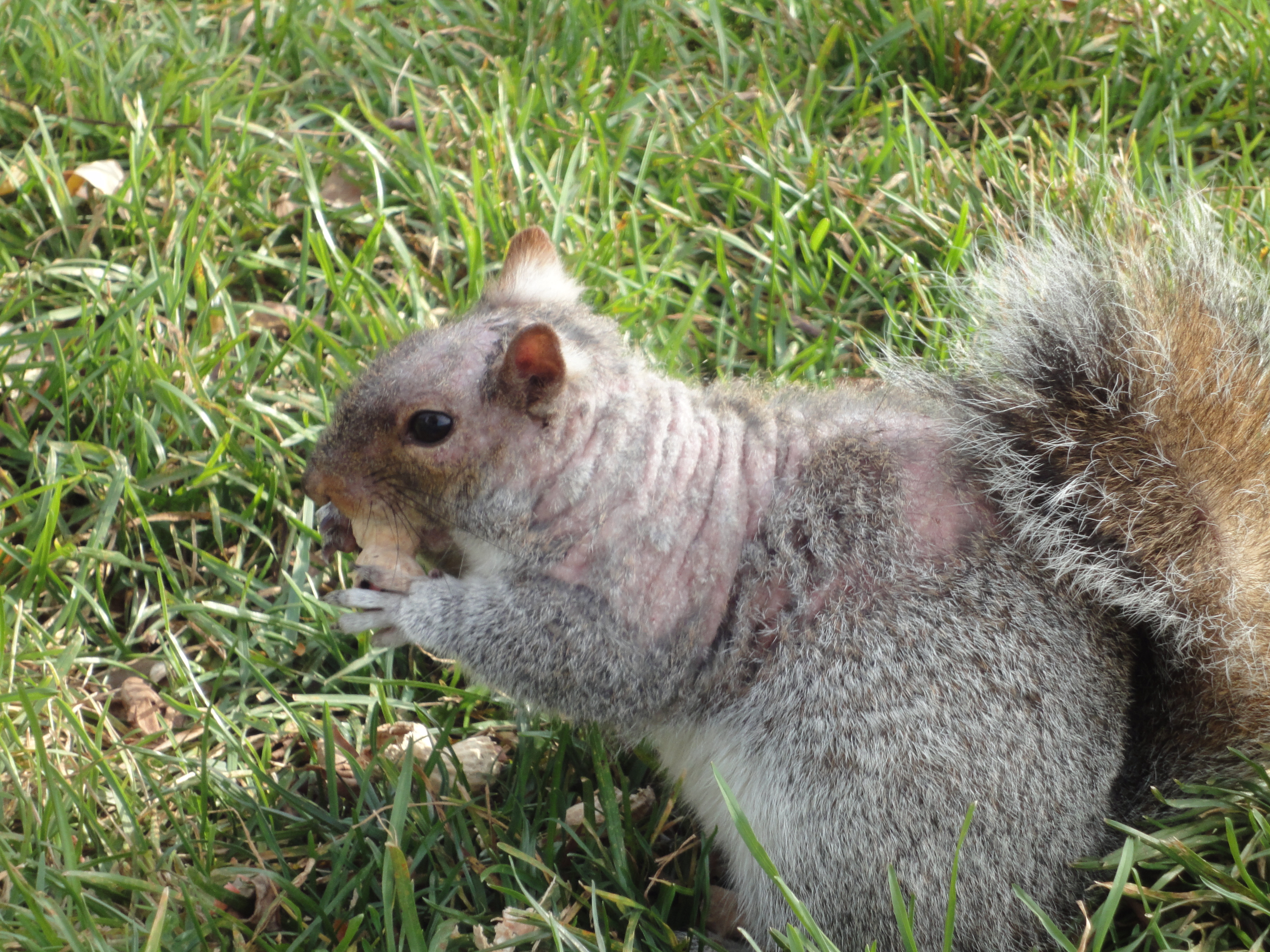 squirrel 2011 A