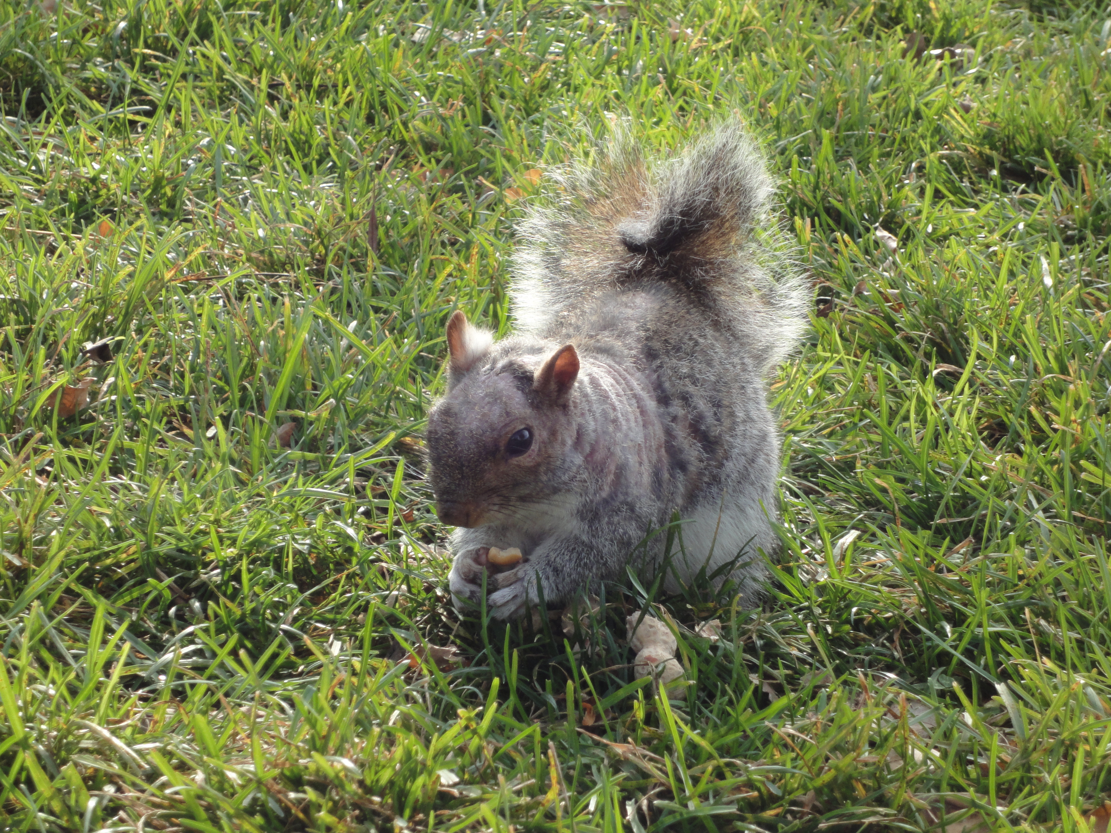 Squirrel front 1