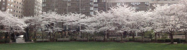 cropped-Cherry-trees-March-23-2012.jpg