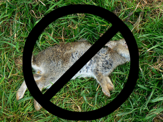 No Dead Rabbit
