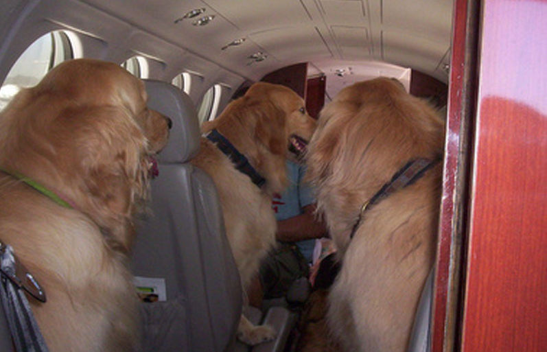 Dogs on plane