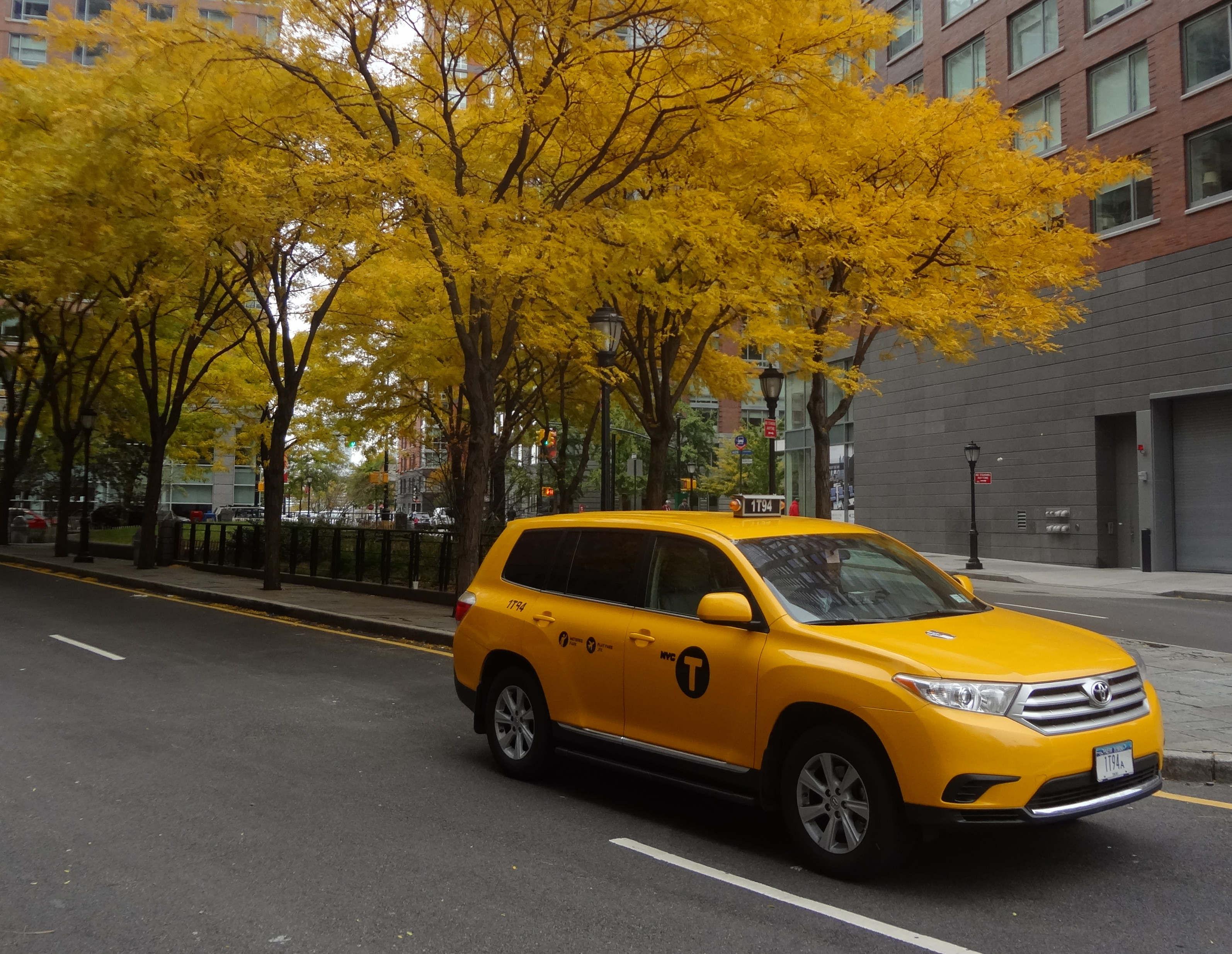 Yellow taxi and locust trees