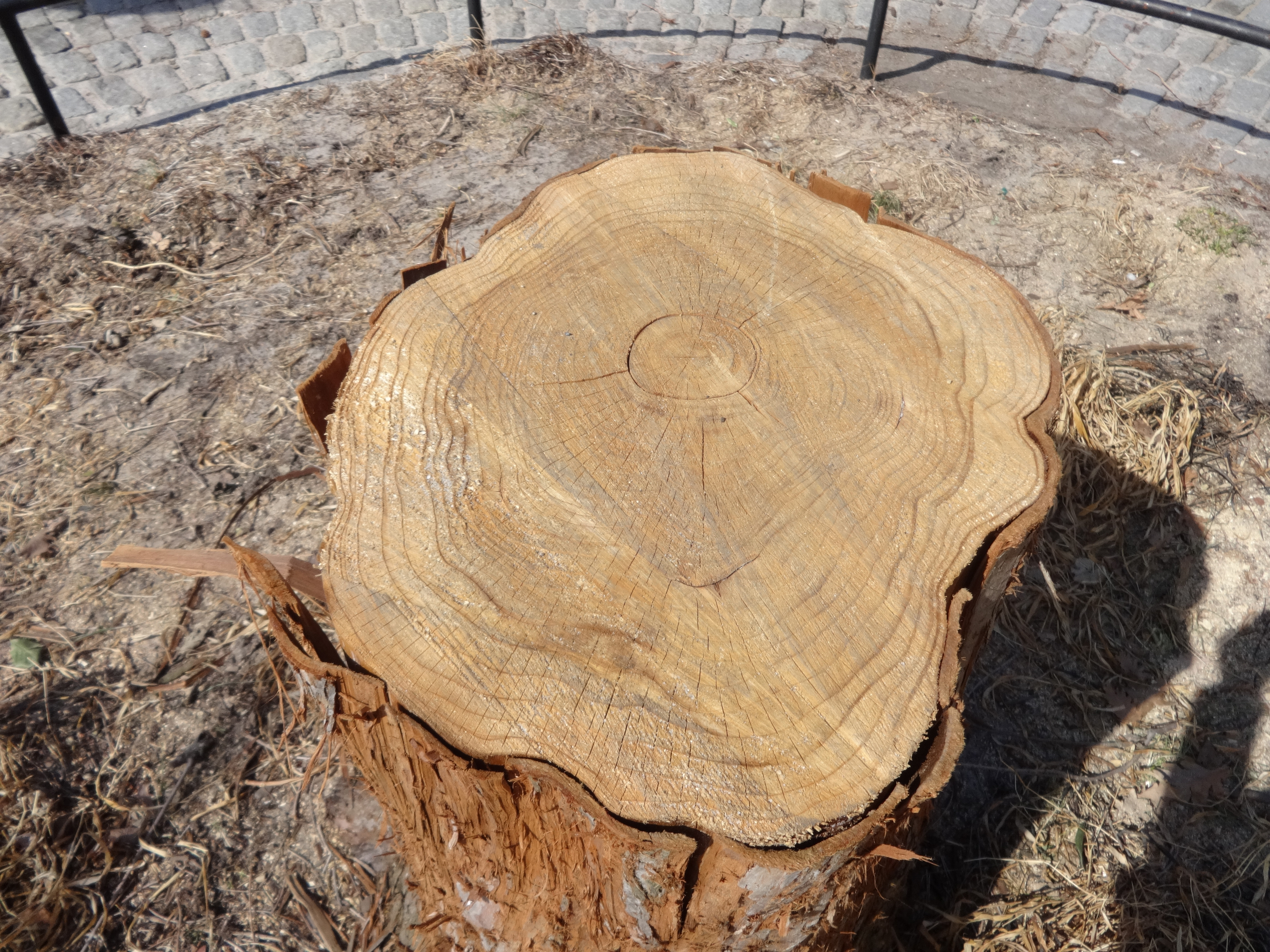 sequoia stump close