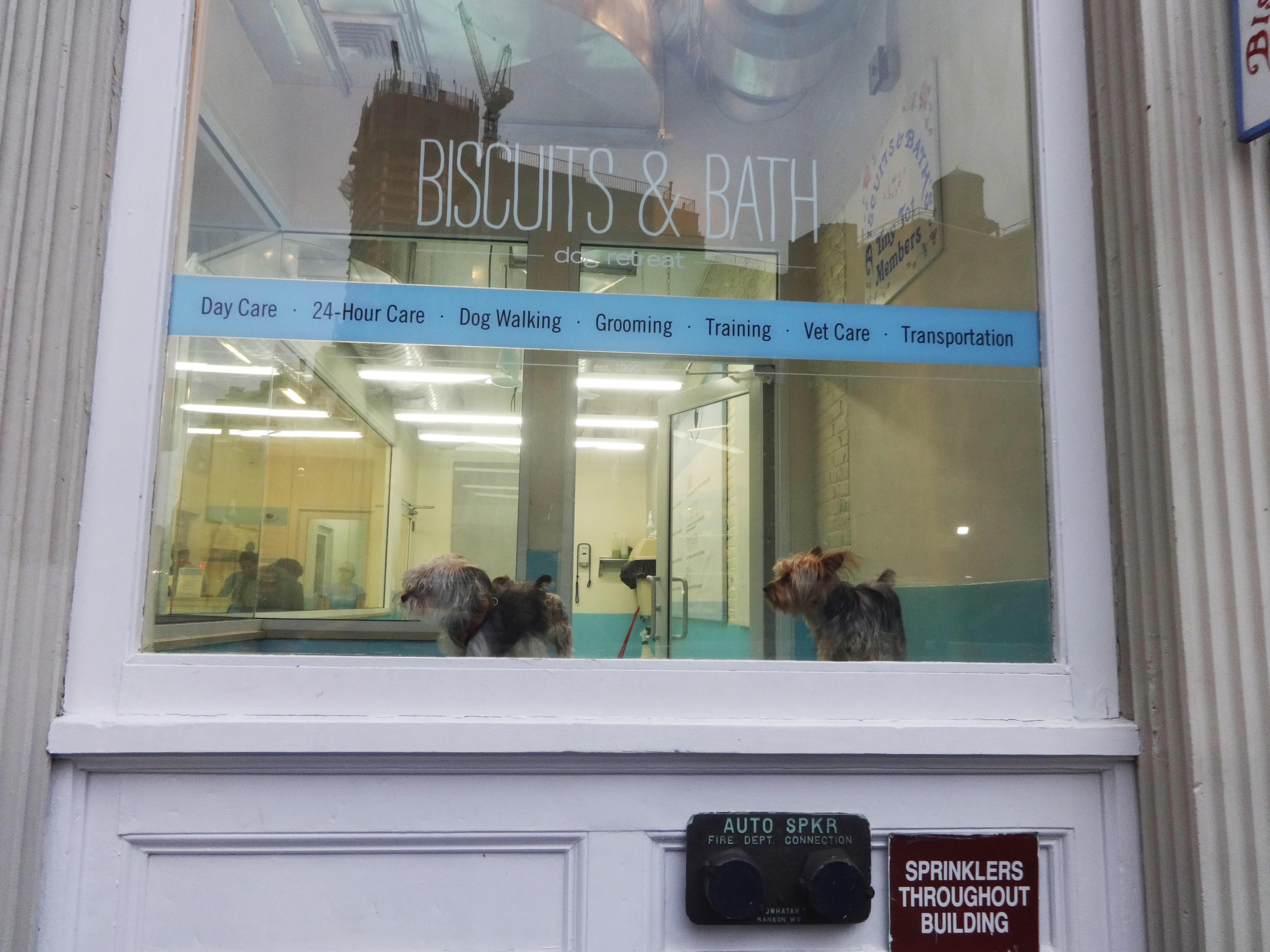Doggy in the window at Biscuits and Bath