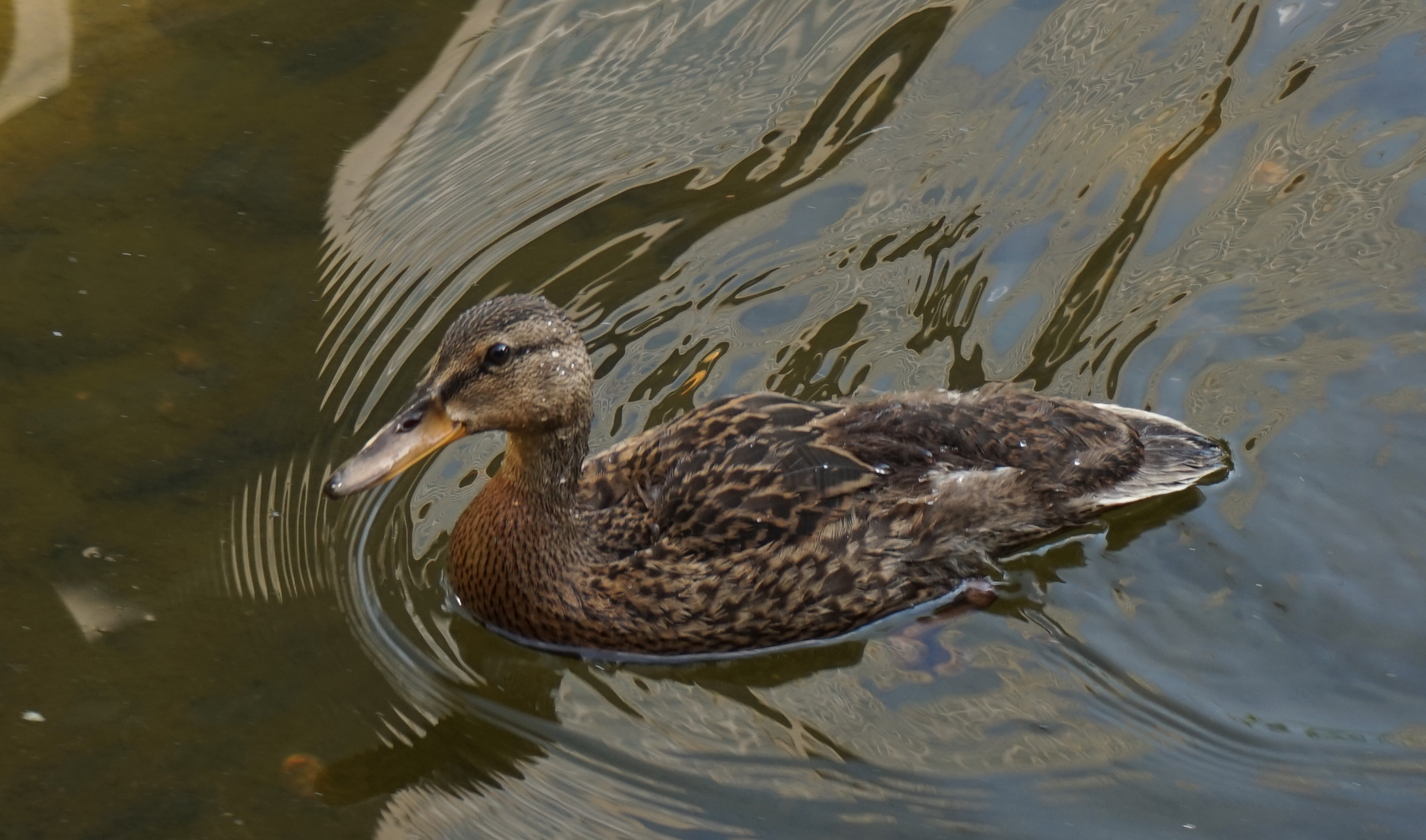Duckling 7-27-2014