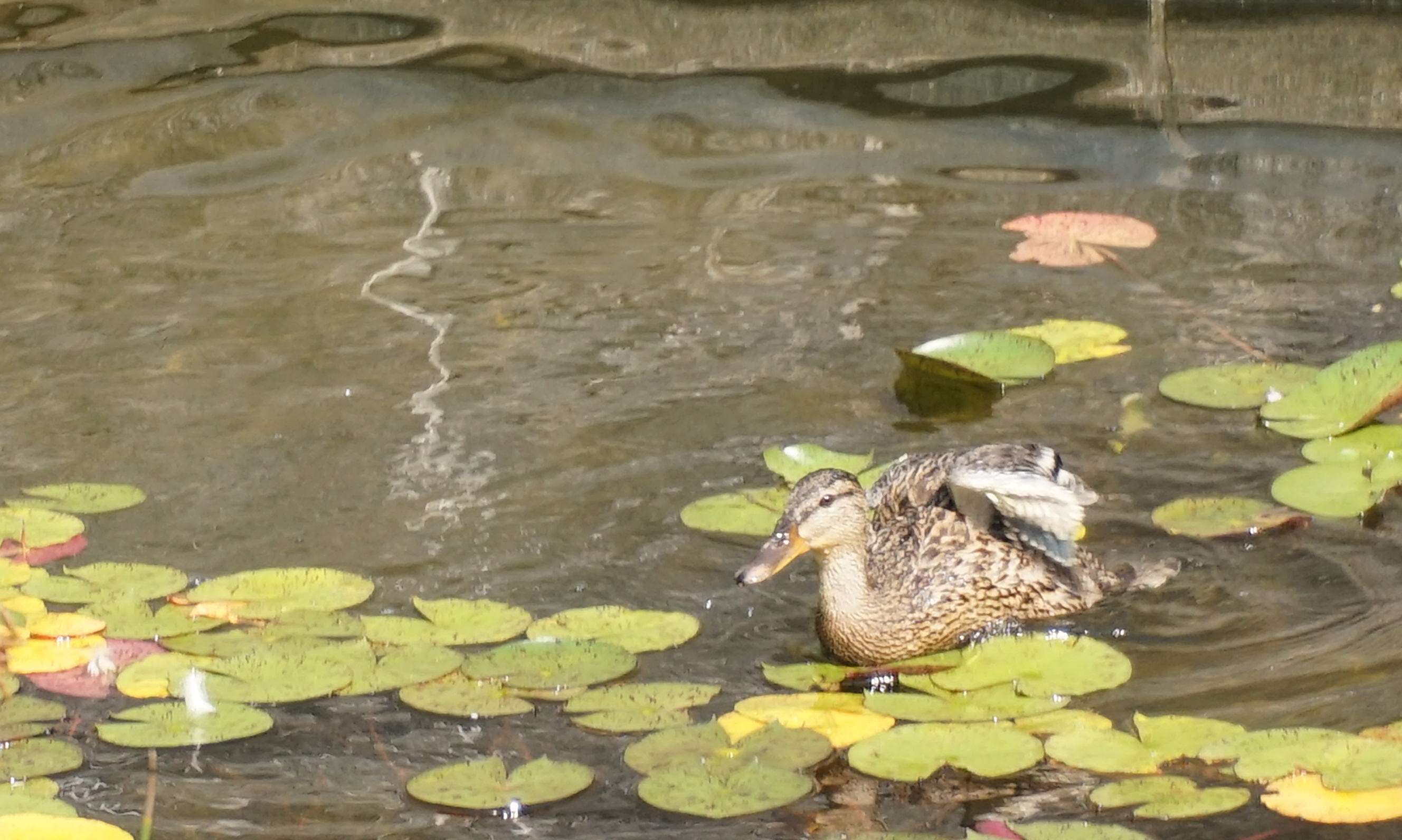 Duckling testing new wings 7-27-2014