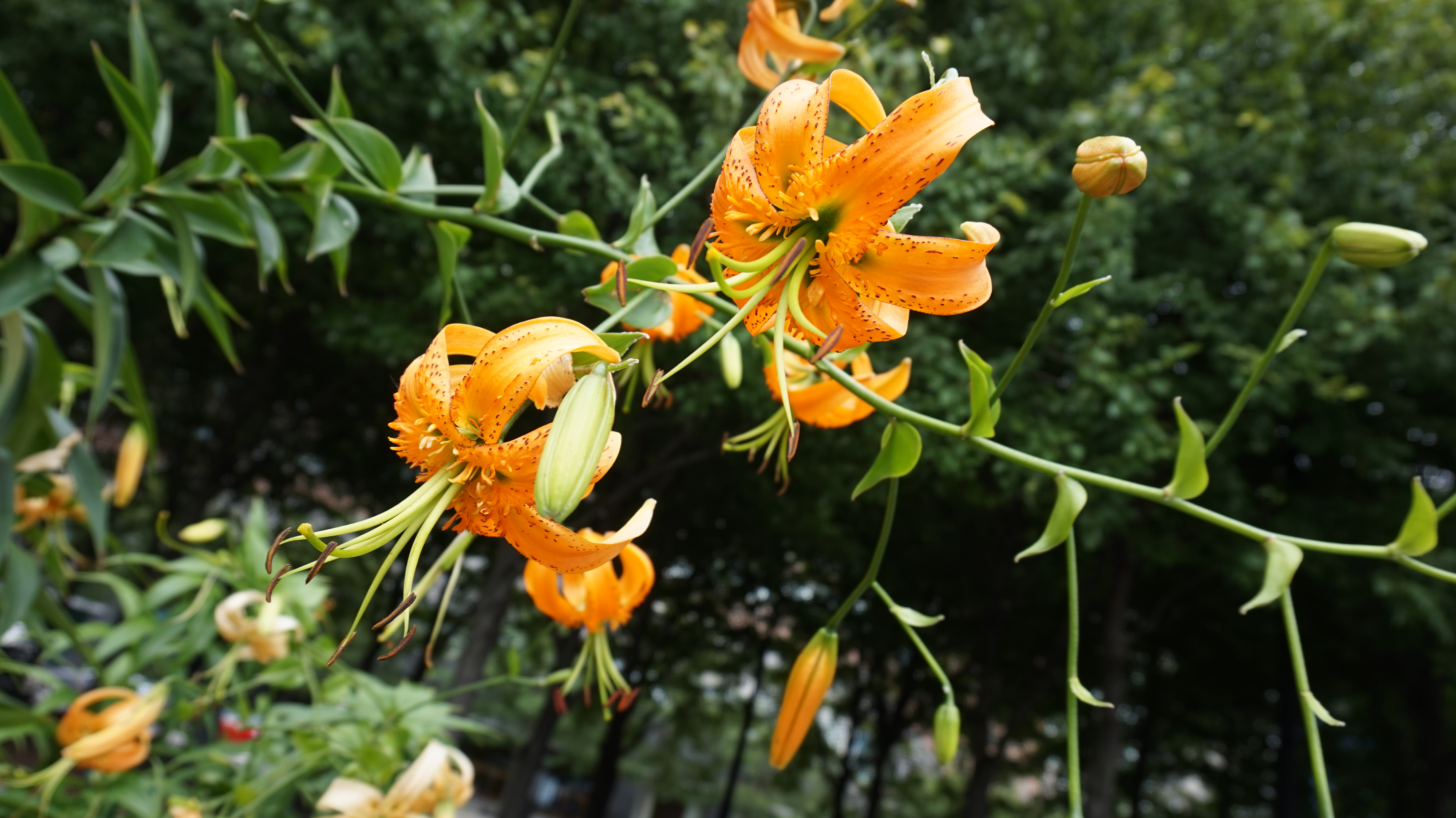 Orange lilli Wagner Park