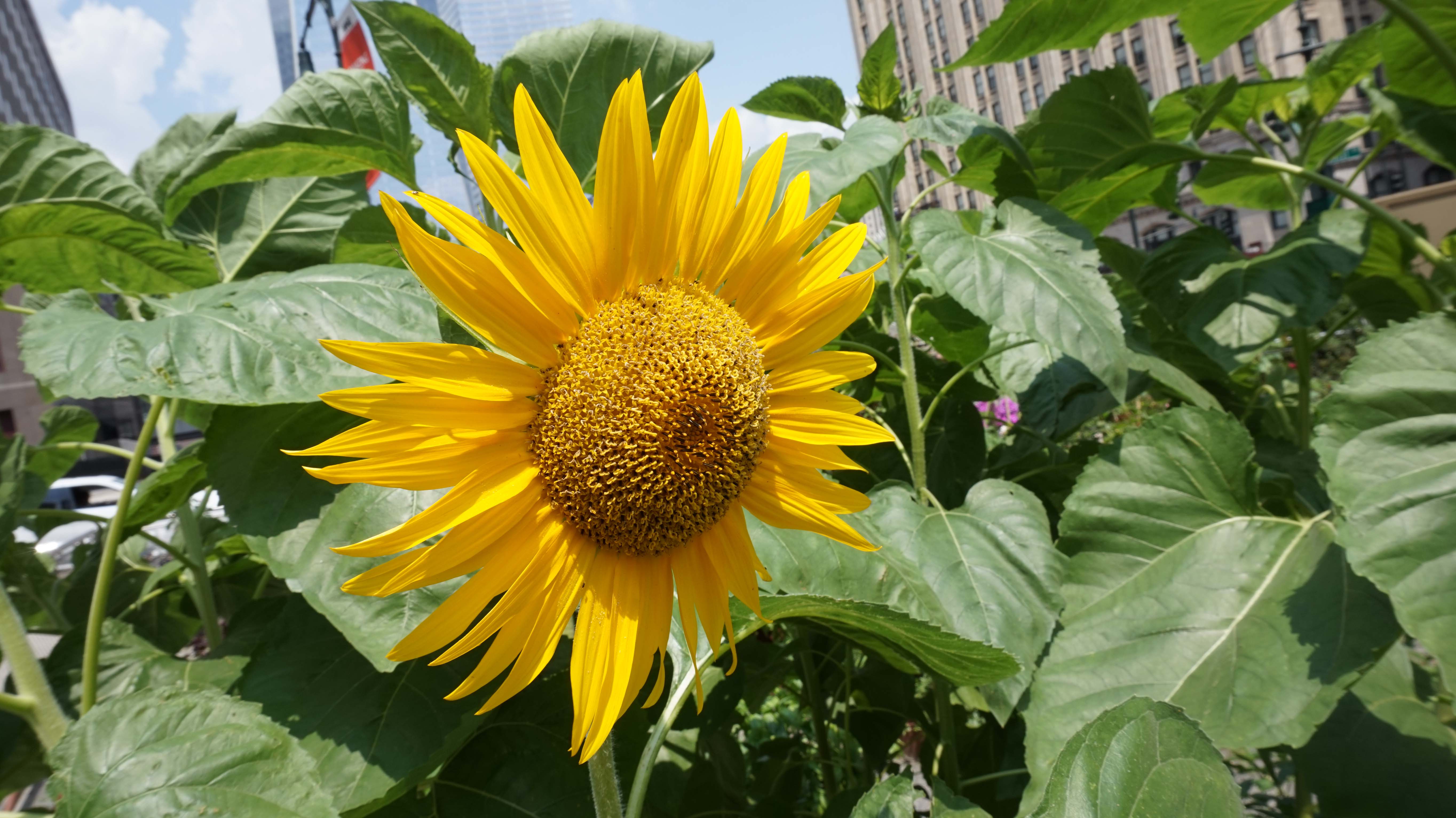 Sunflower 7-22-2014 low