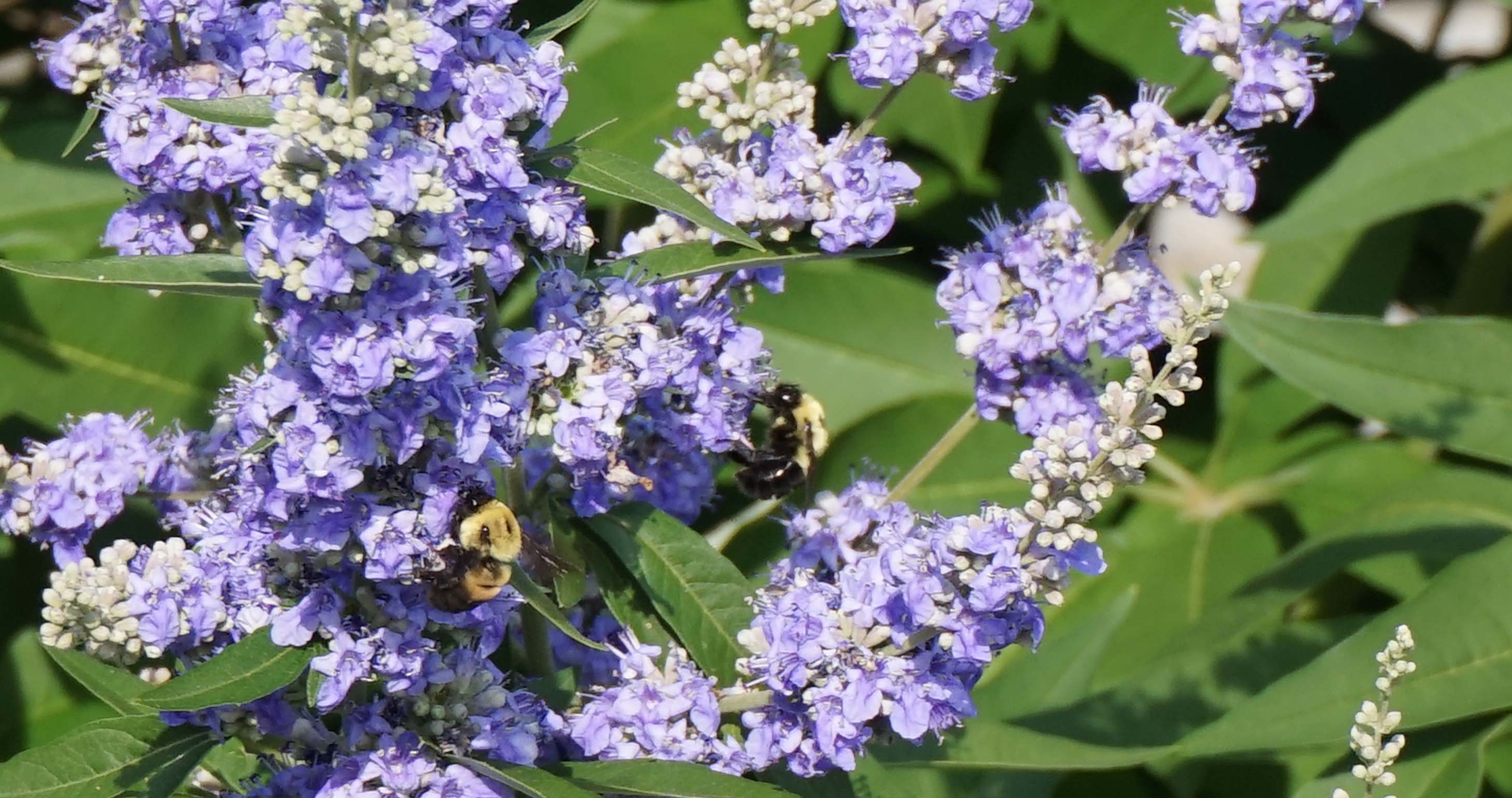 bumble bee purple flowers low