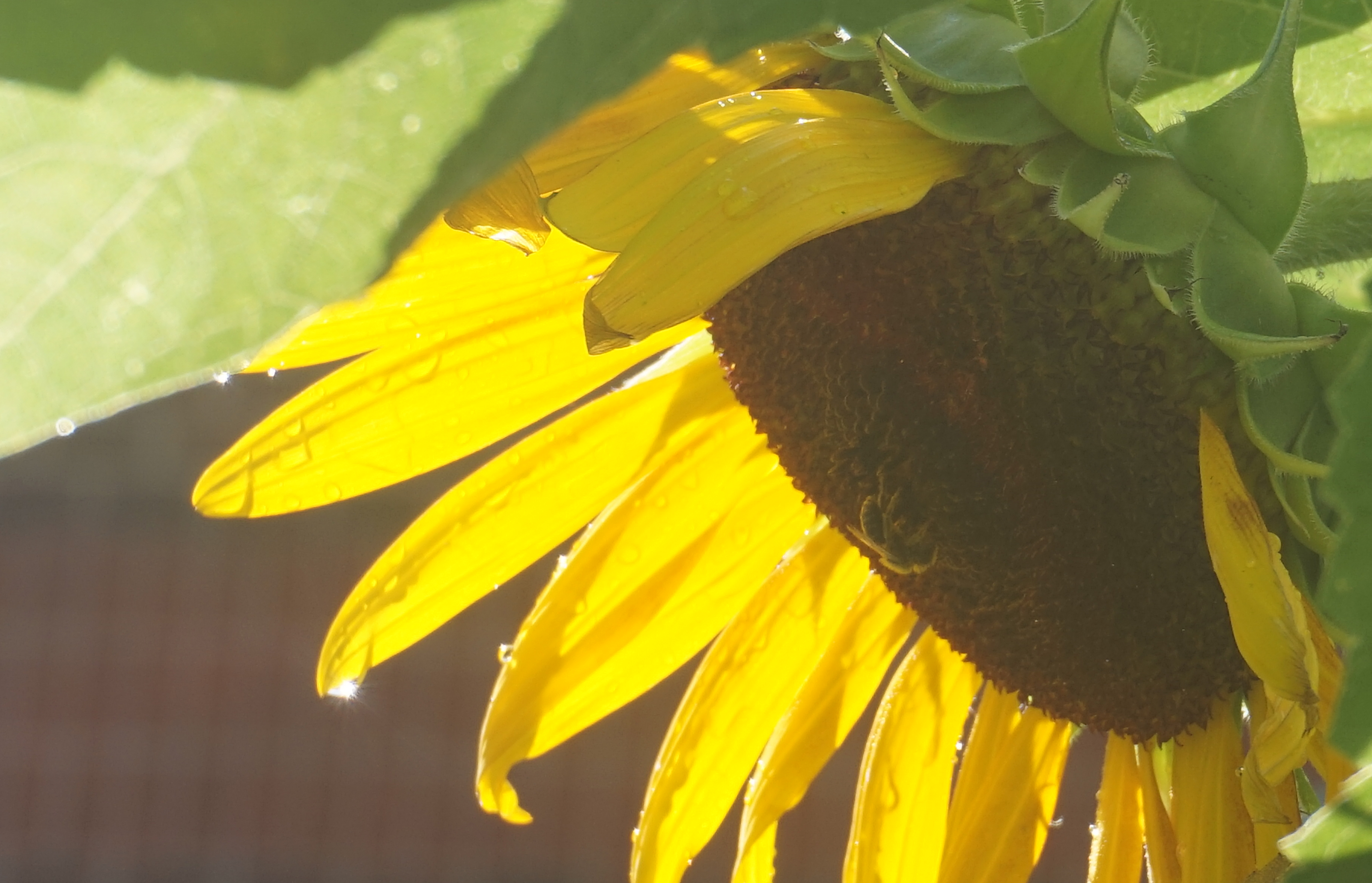 Bee under sunflower