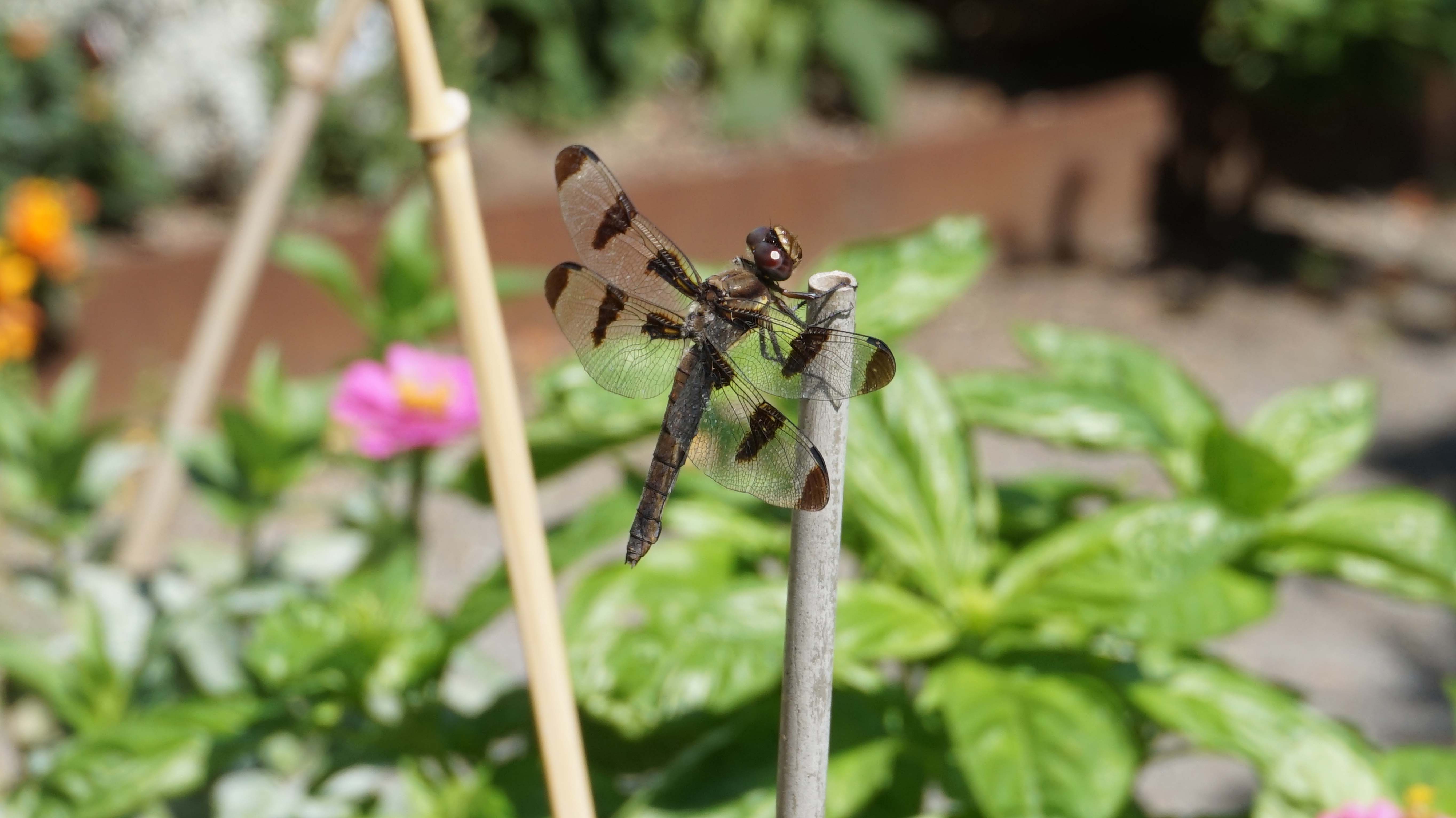 Brown dragonfly 8-25-2014 low