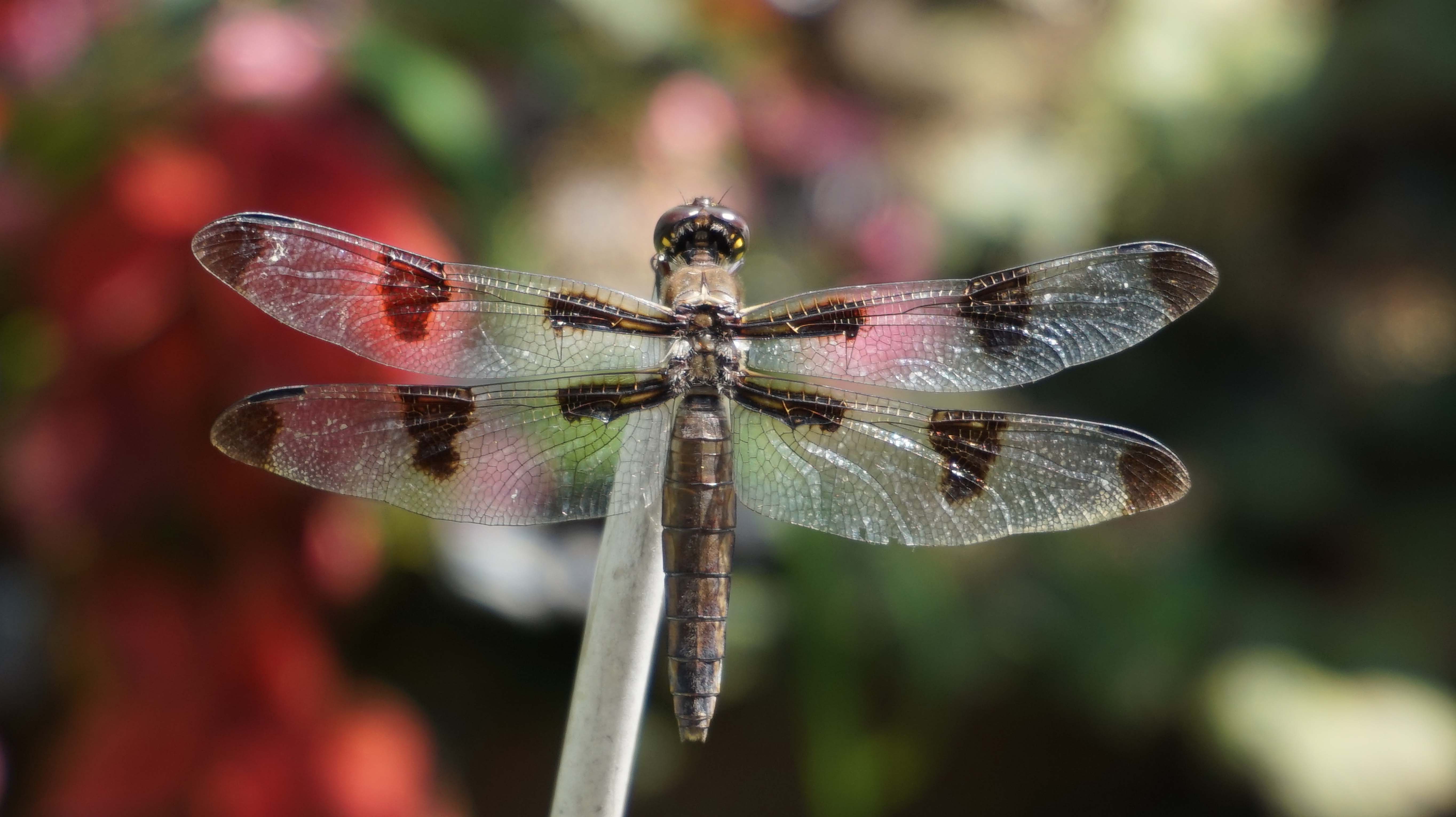 Brown dragonfly C 8-25-2014 low