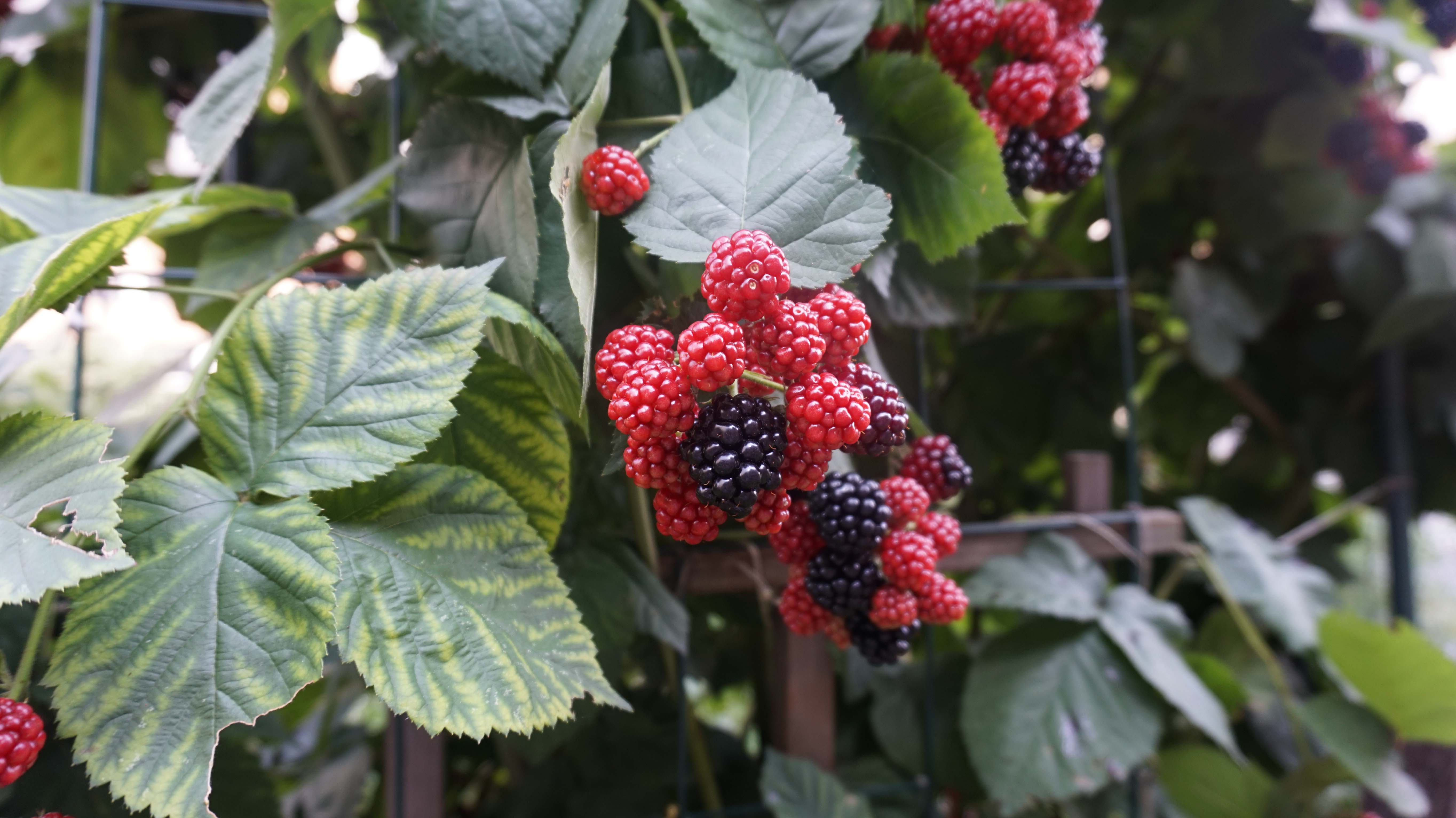 Rasberries 8-6-2014 low