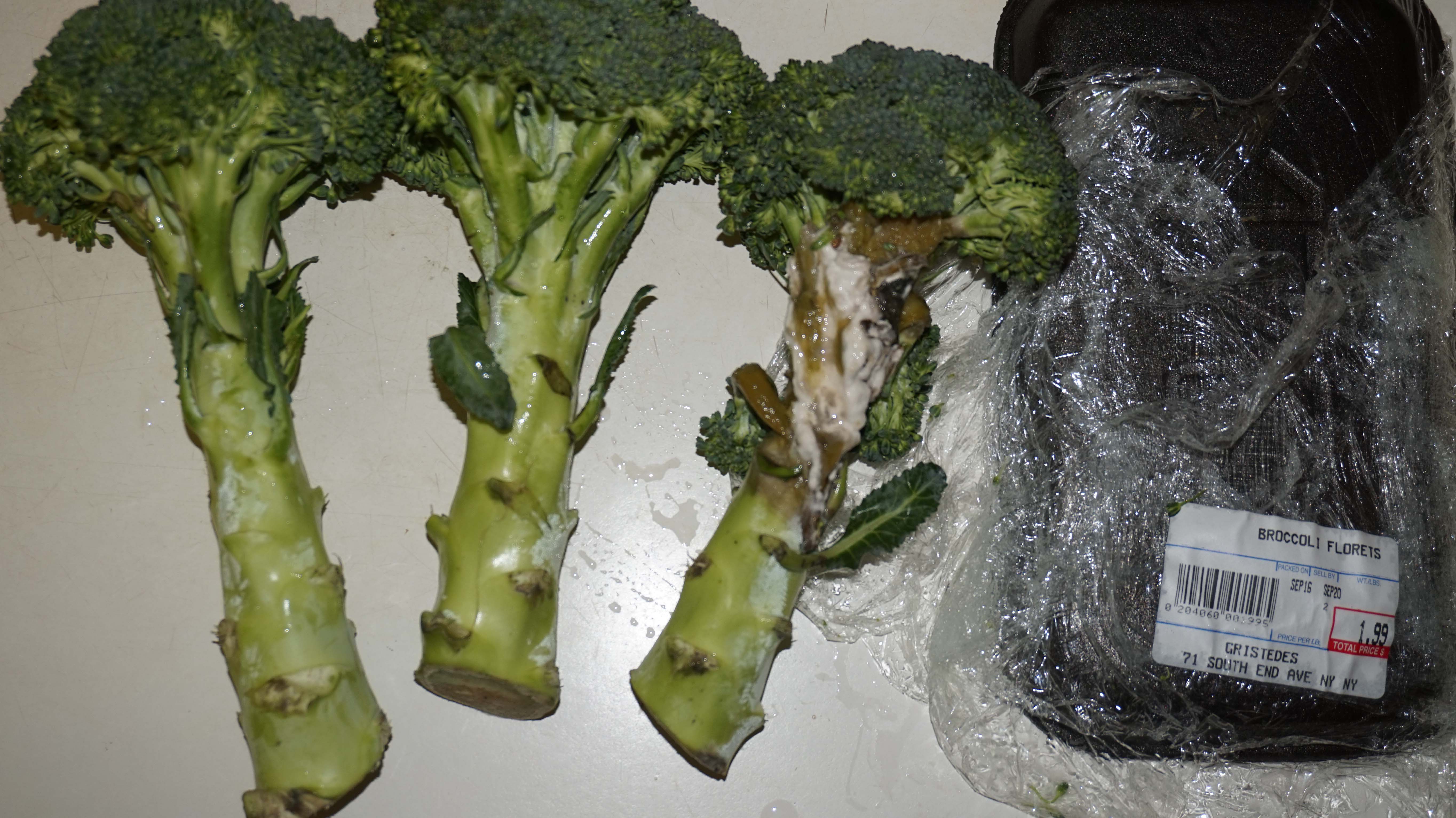 Moldy Gristedes broccoli 9-22-2014 low