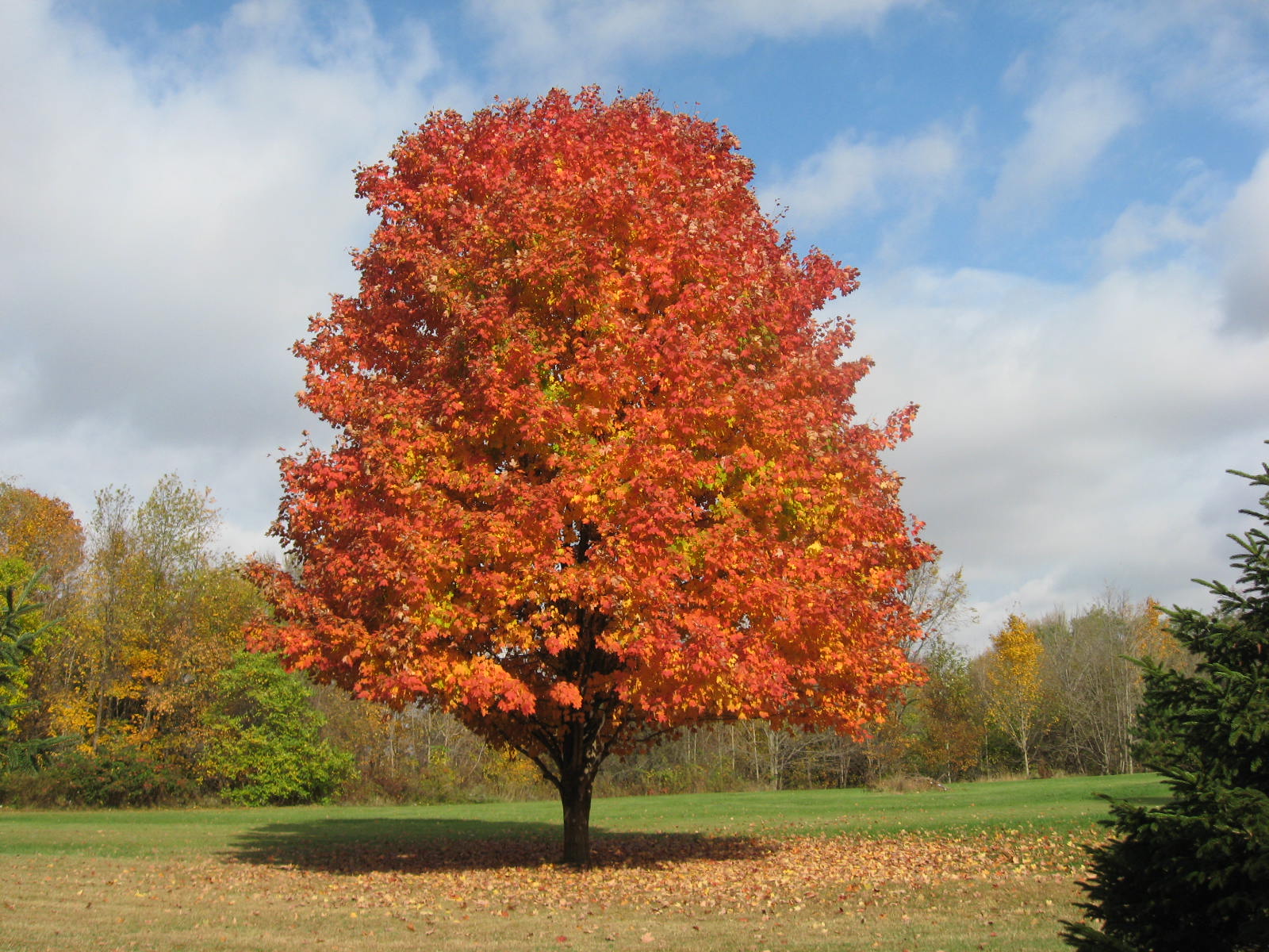 Maple tree at home