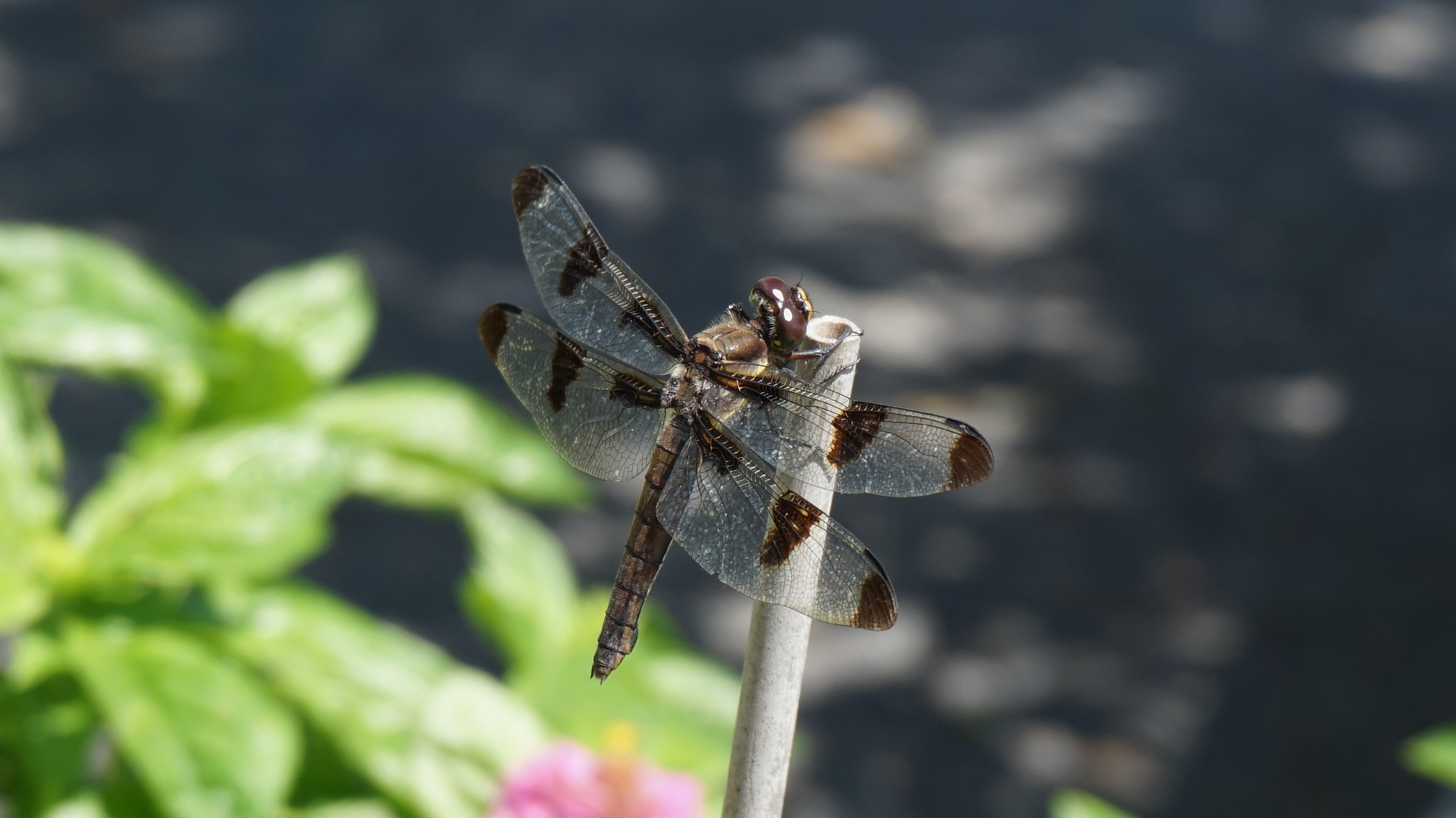 Brown dragonfly B 8-25-2014