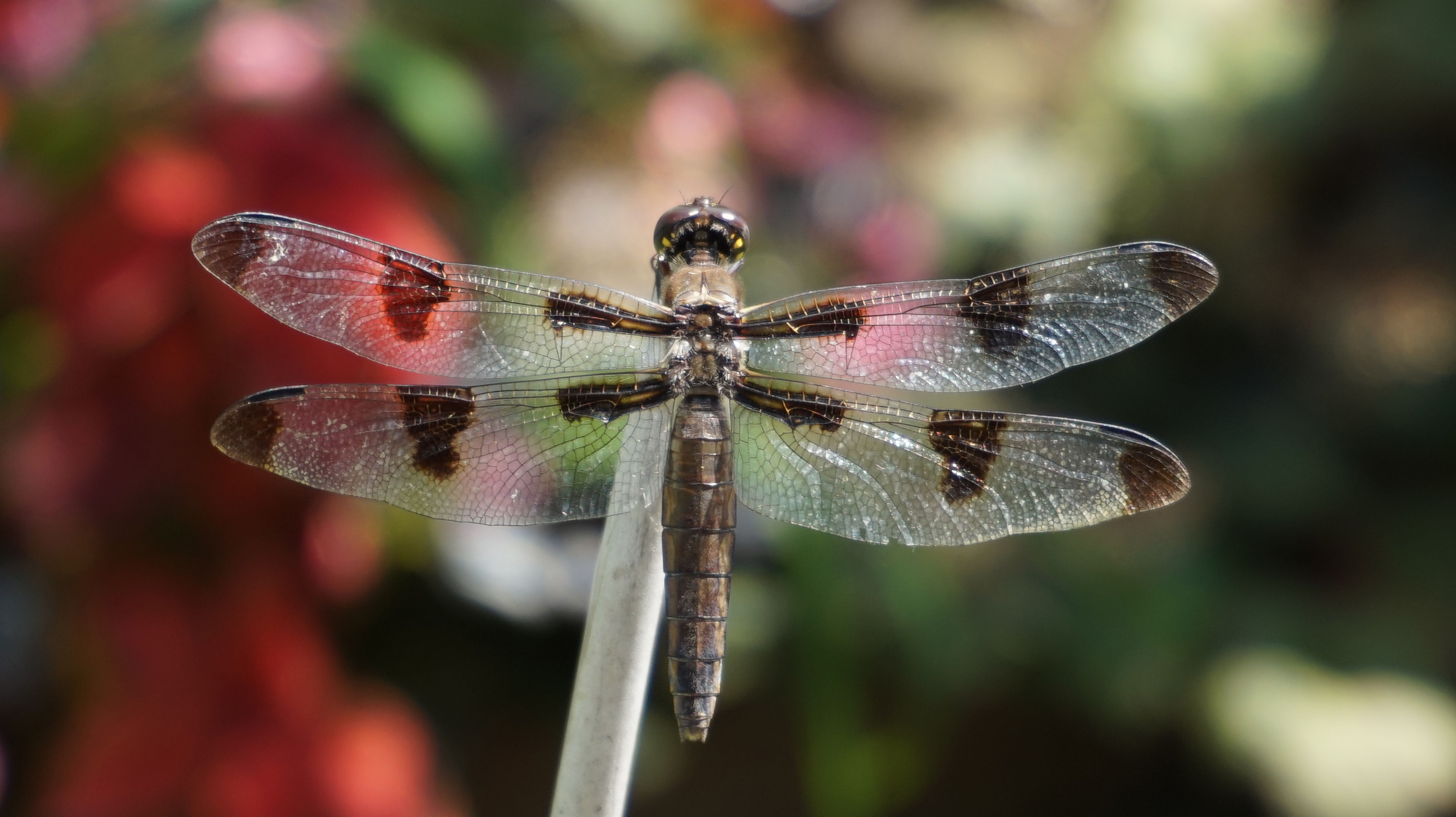 Brown dragonfly C 8-25-2014