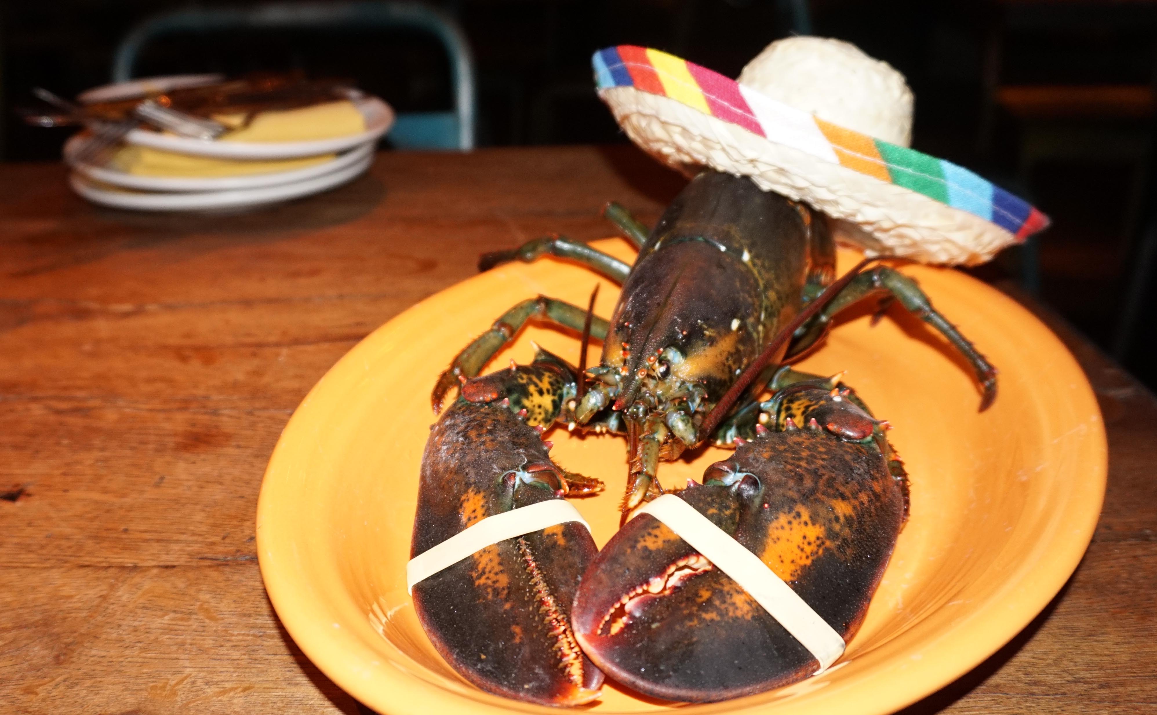 New Year's Eve lobster at El Vez 2014
