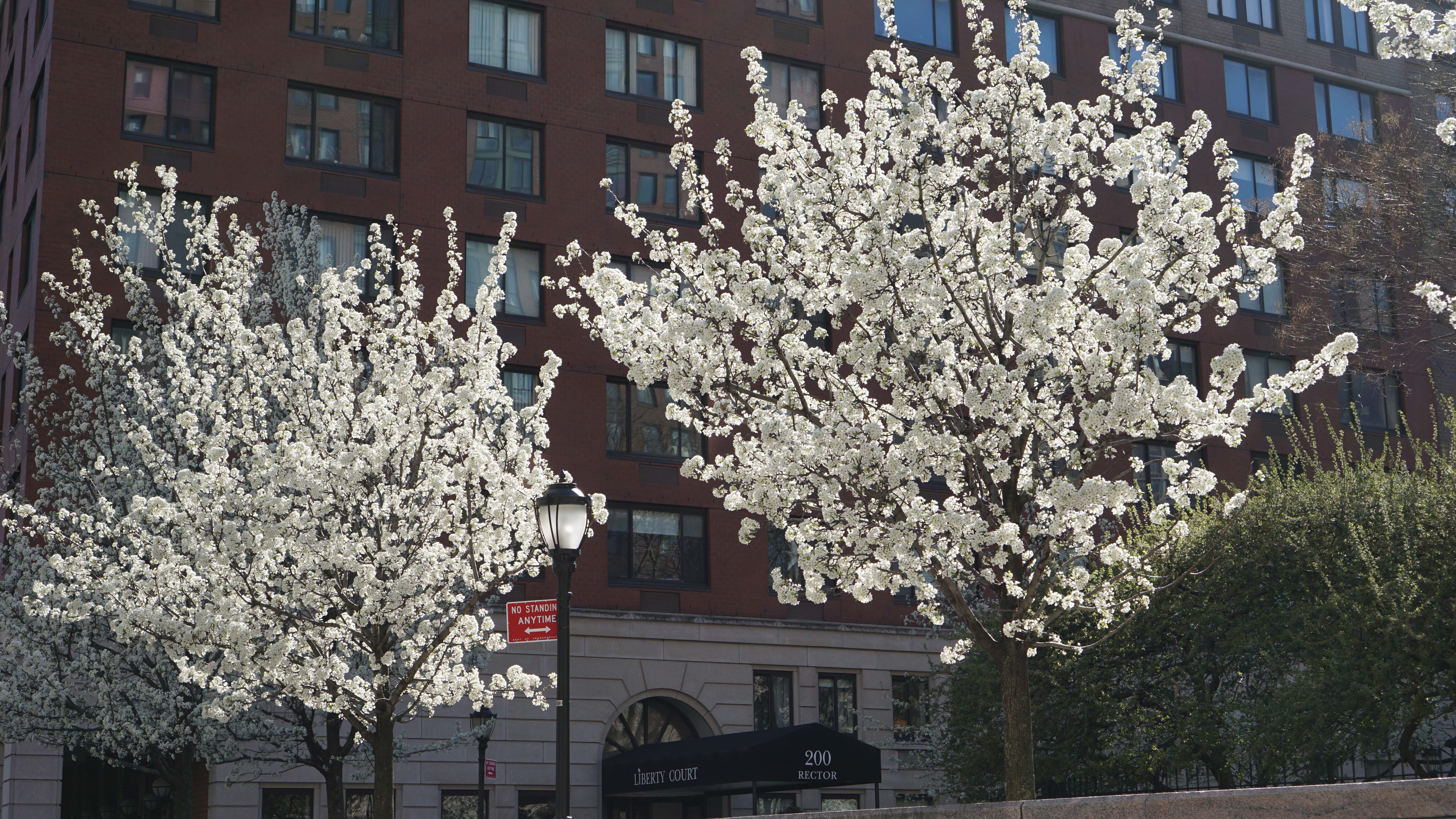Apple trees blooming 4-24-2015