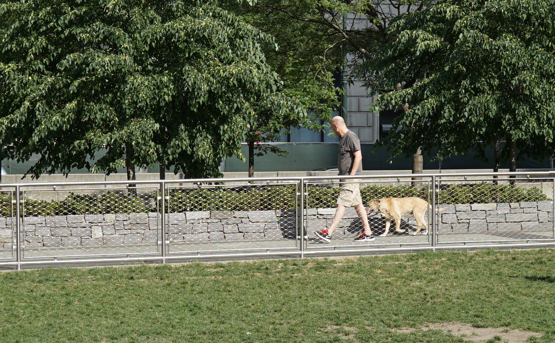 Dog on walkway by grass field