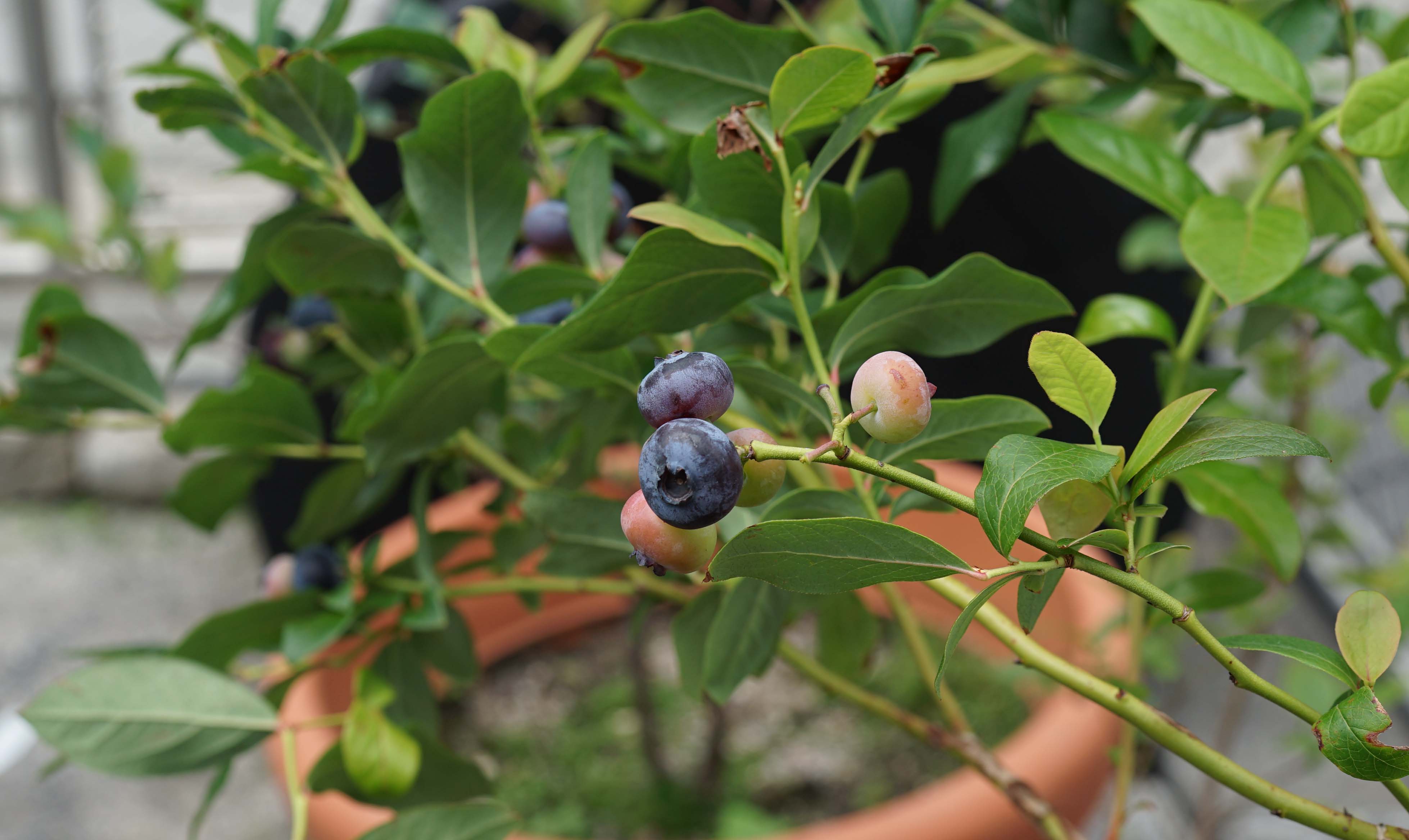Garden blueberry