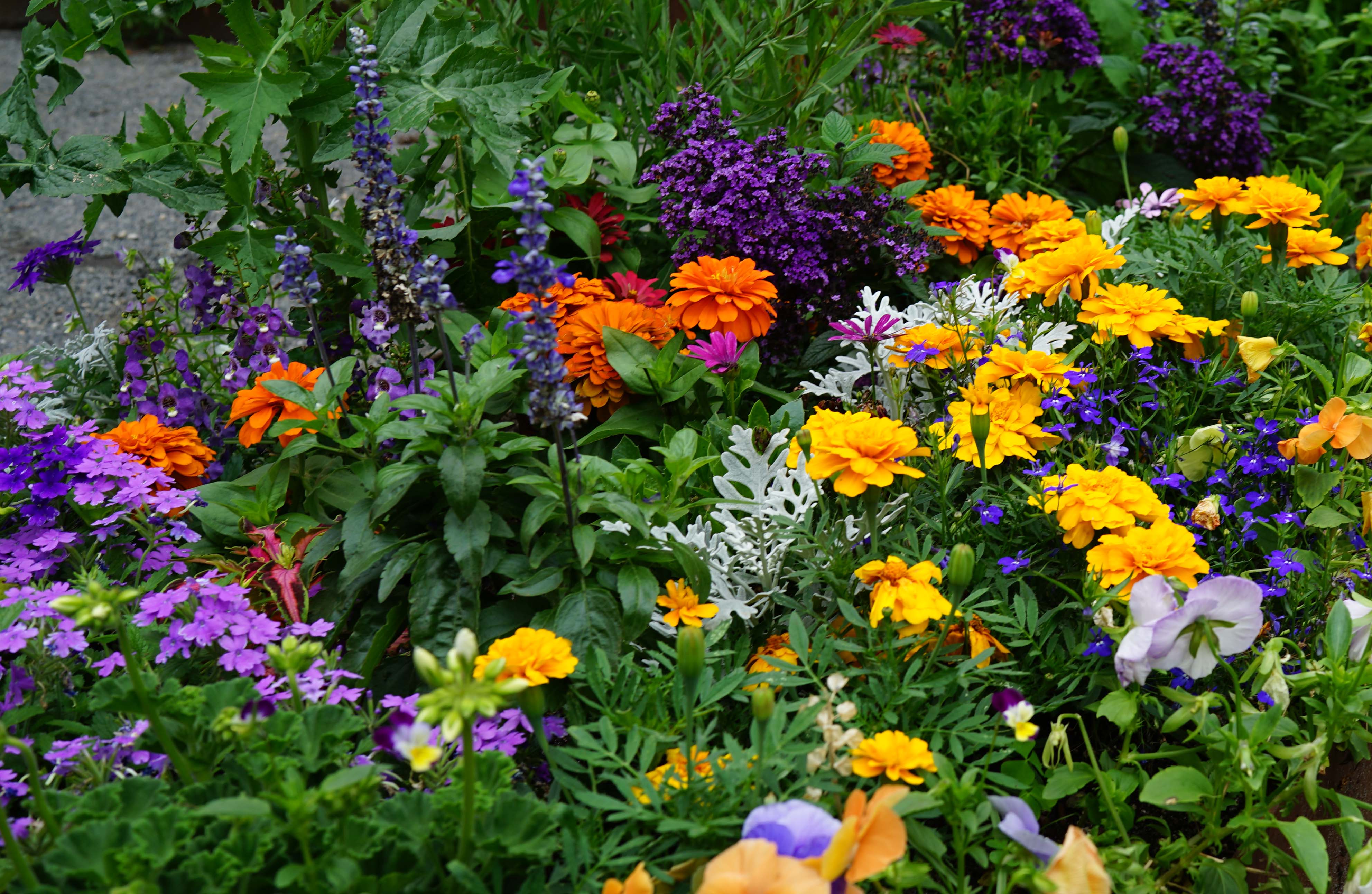 Garden mixed annuals
