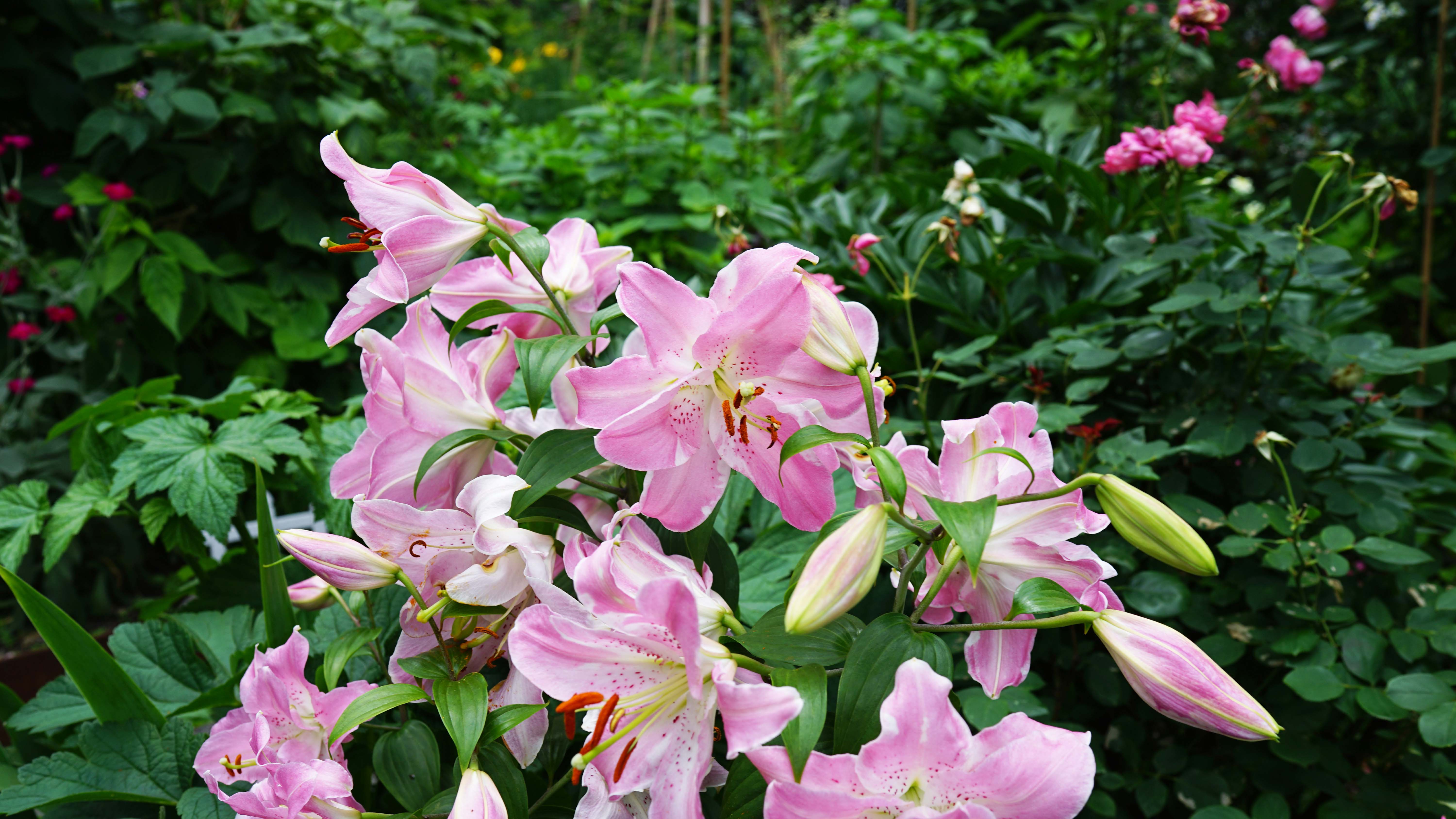 Garden pink lily