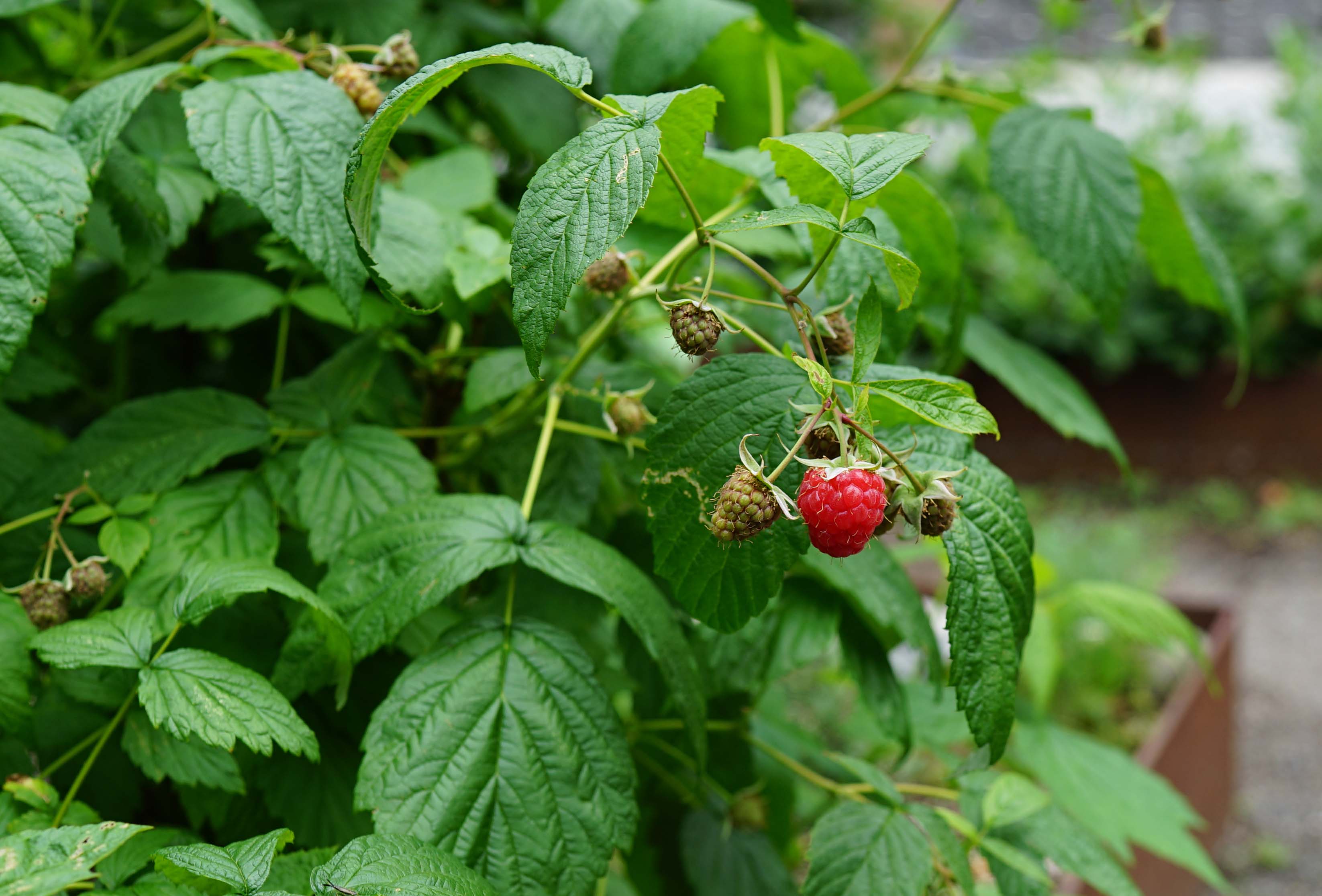 Garden rasberry