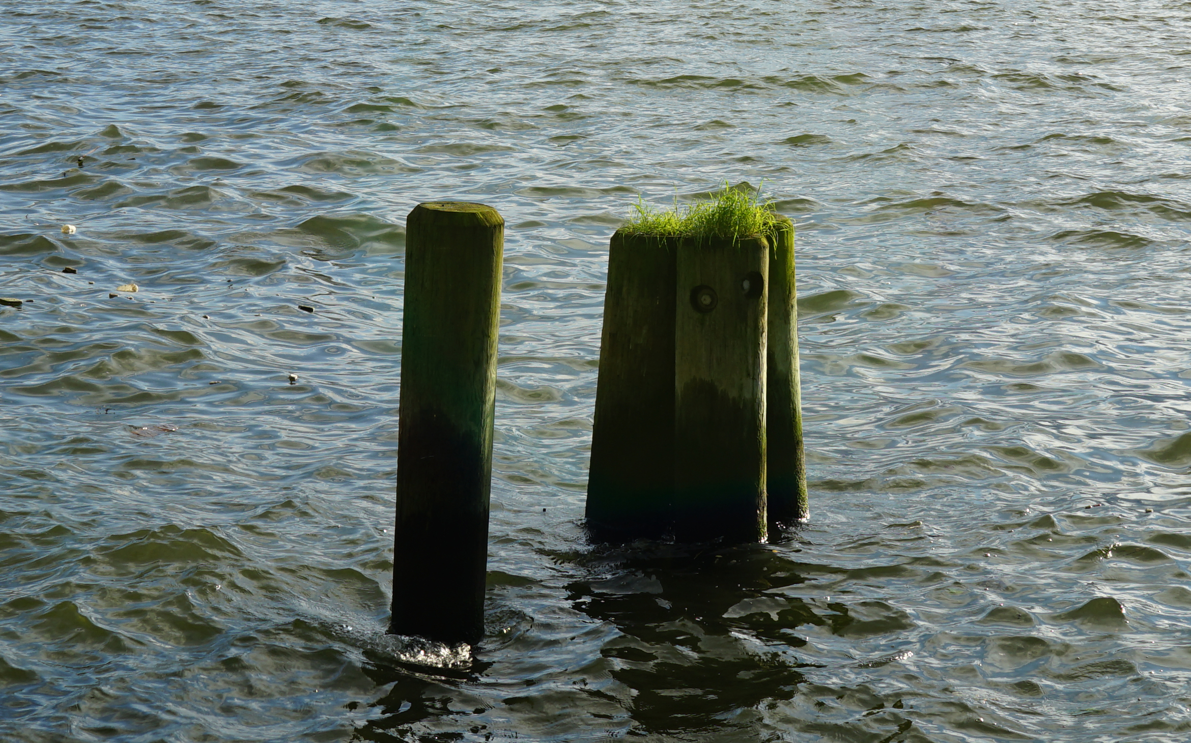 South Cove piles with grass zoom