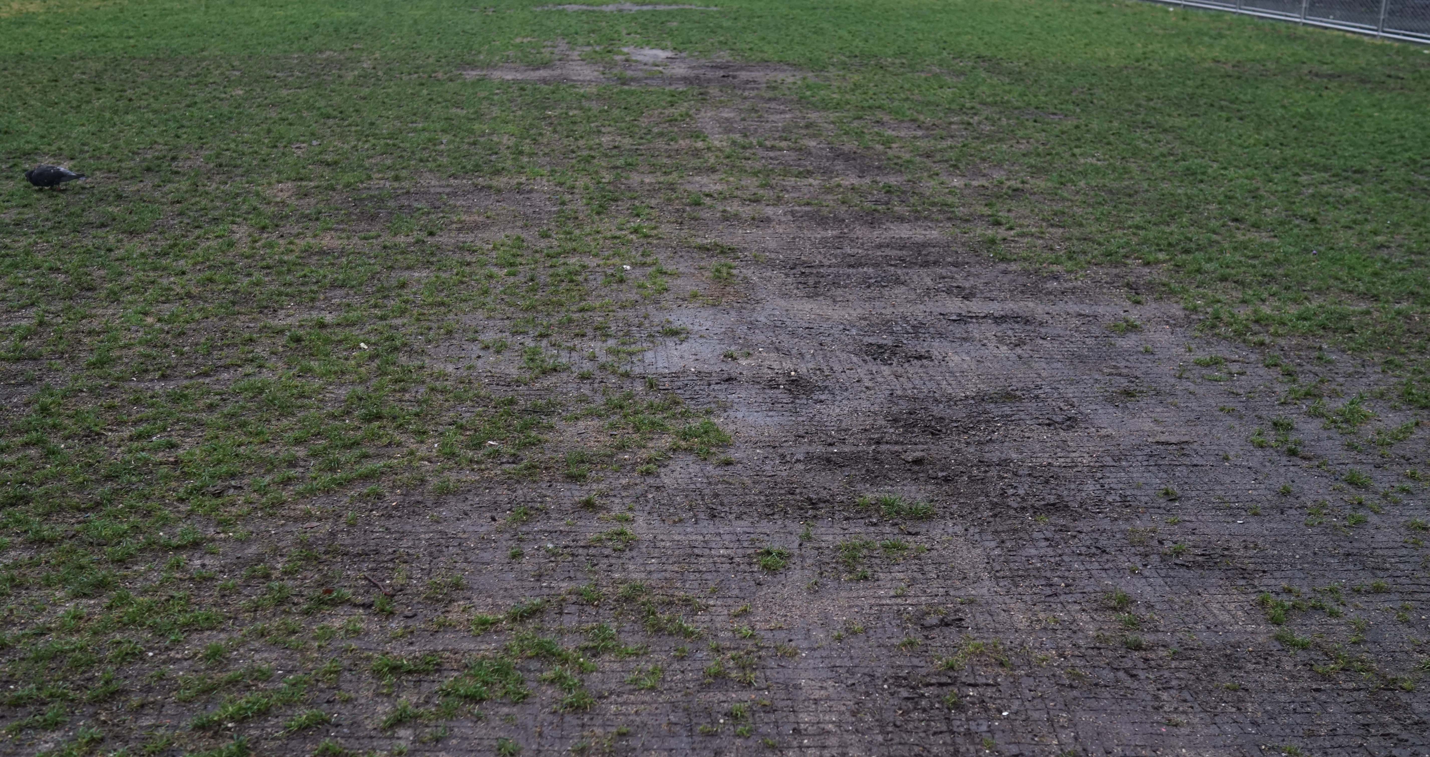West Thames mud grass field A