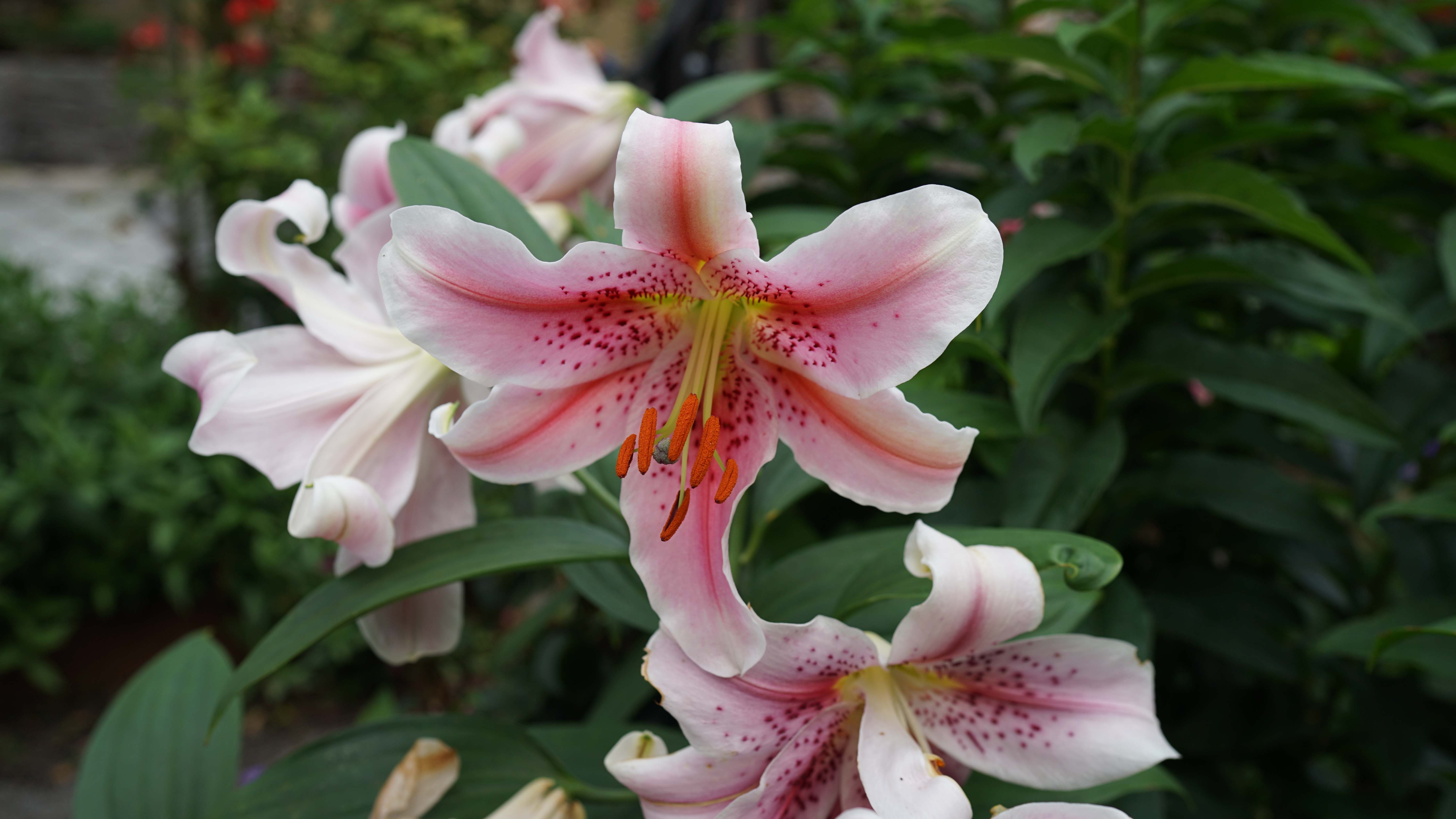 Pink lily staemn and carpel