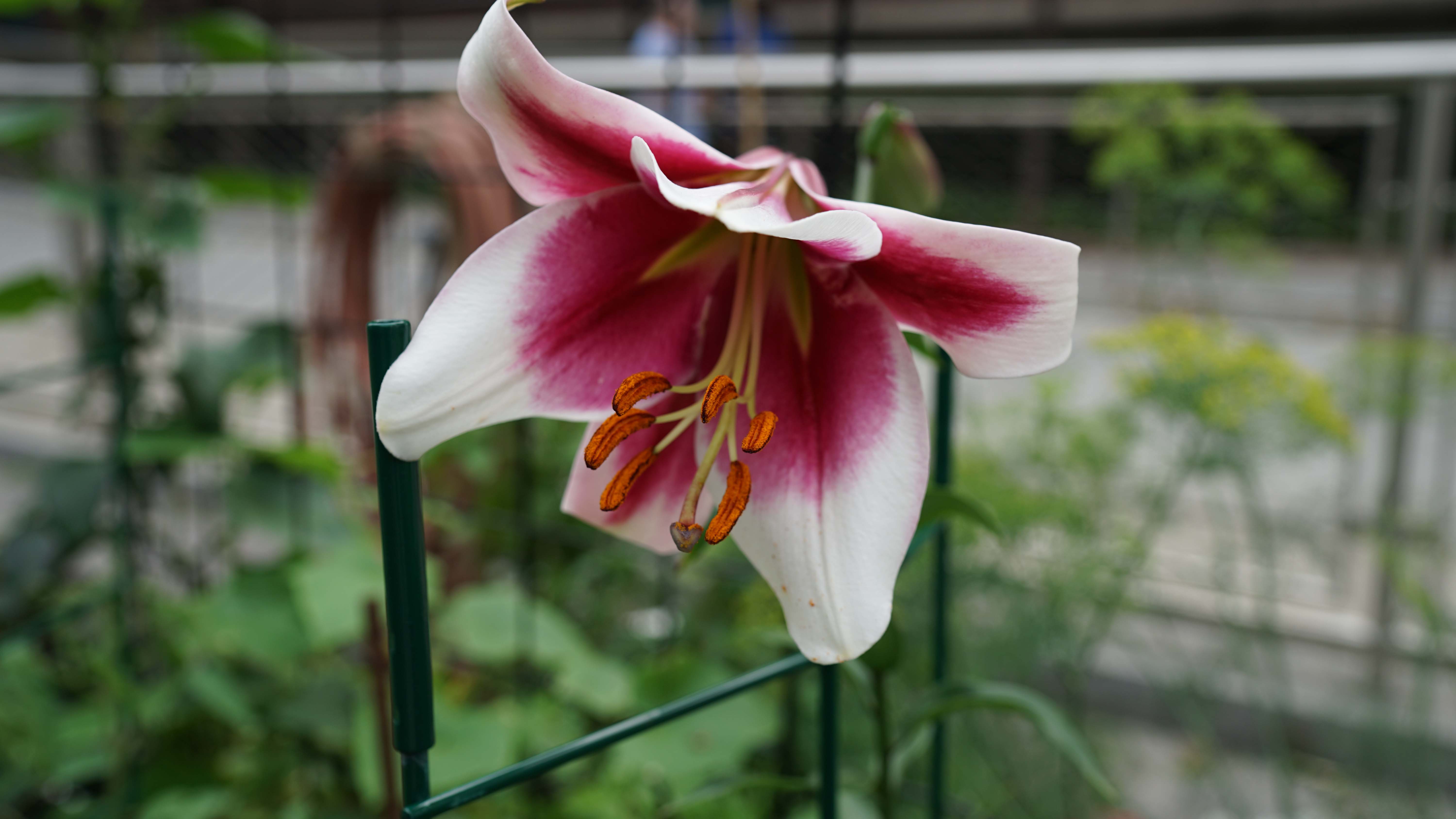 anothe rpink lily stamen