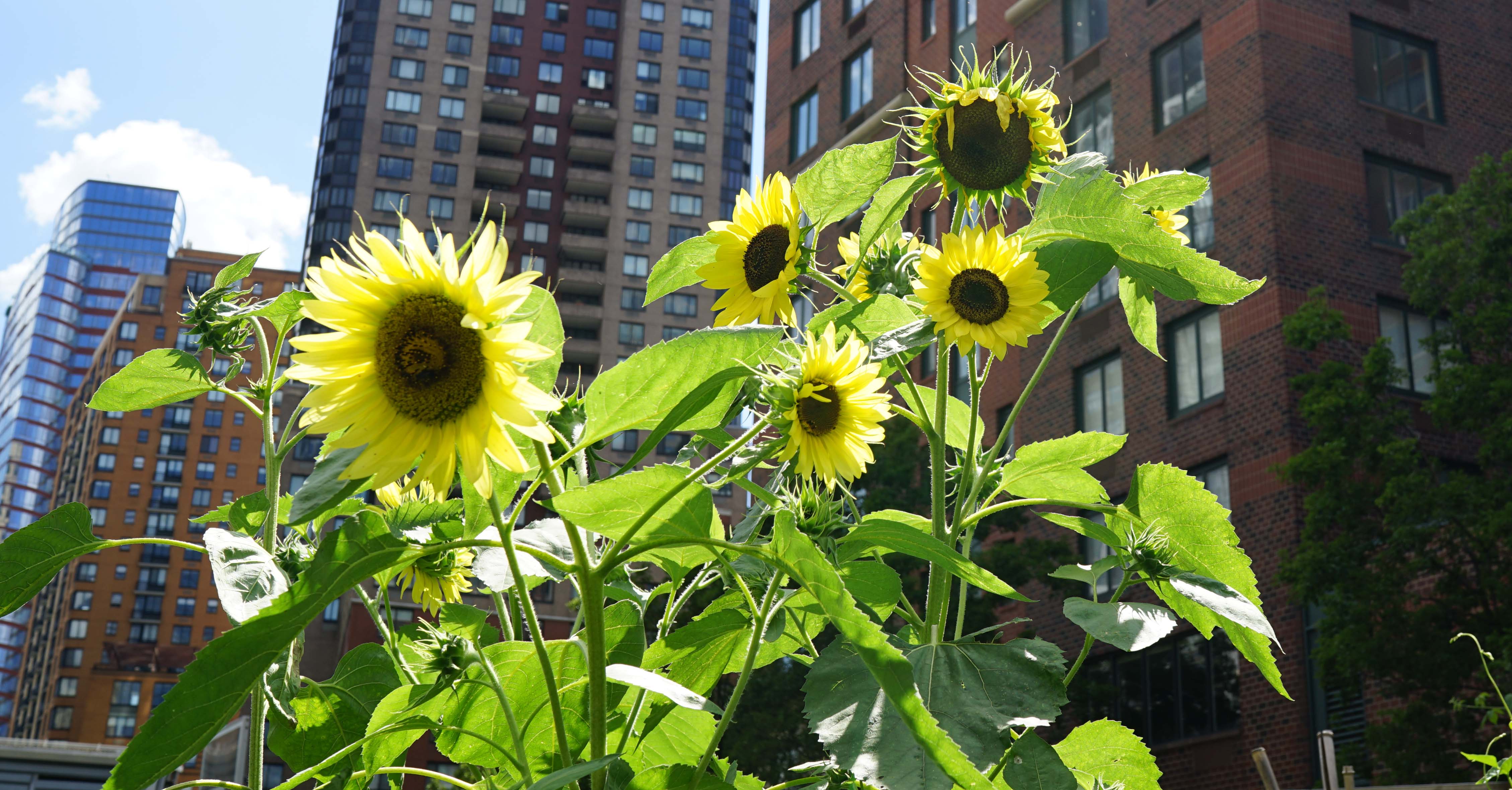 sunflowers 7-23-2015
