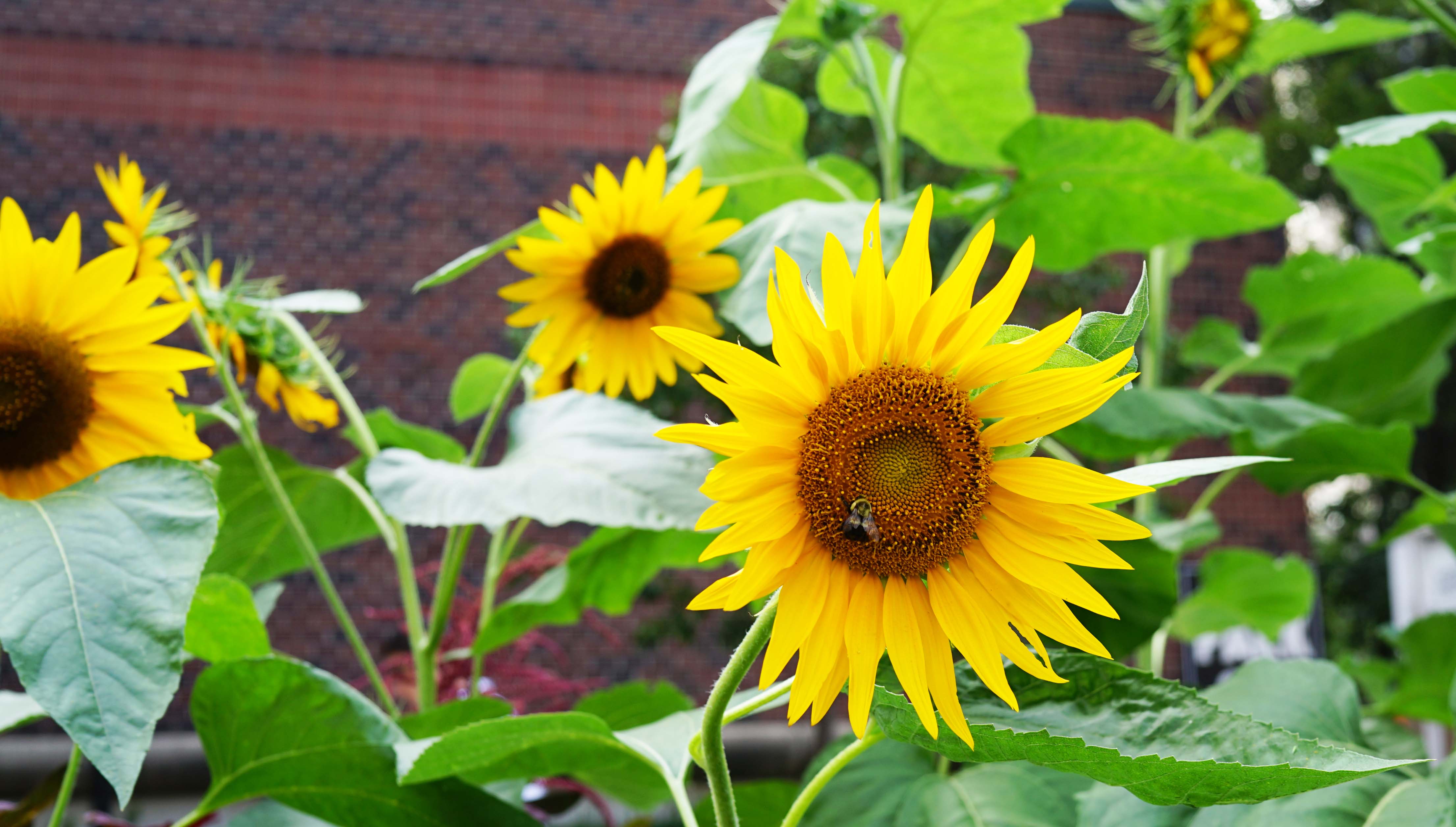 bumble bee and sunflower 8-19-2015