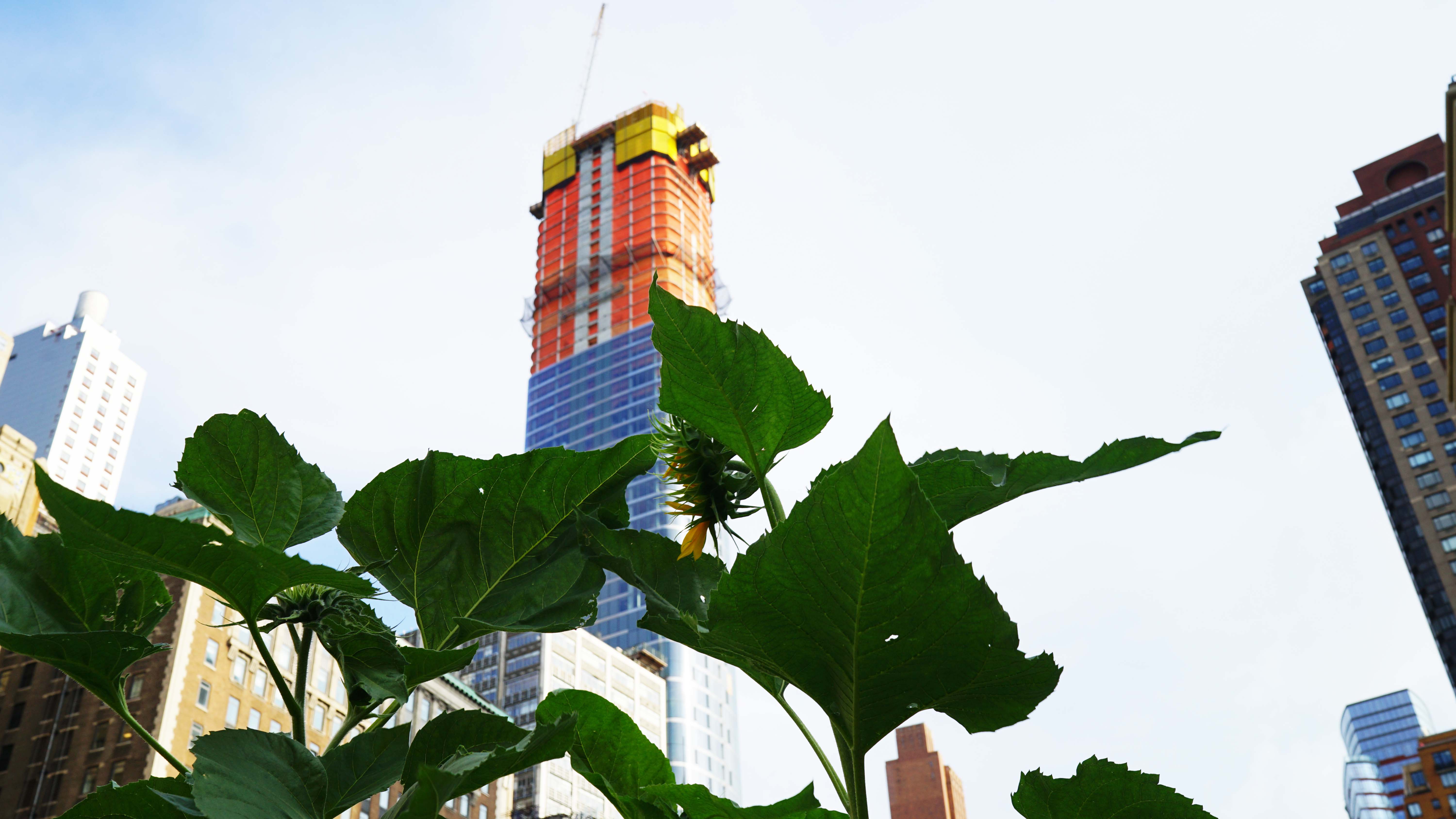 sunflower and 50 West 8-19-2015