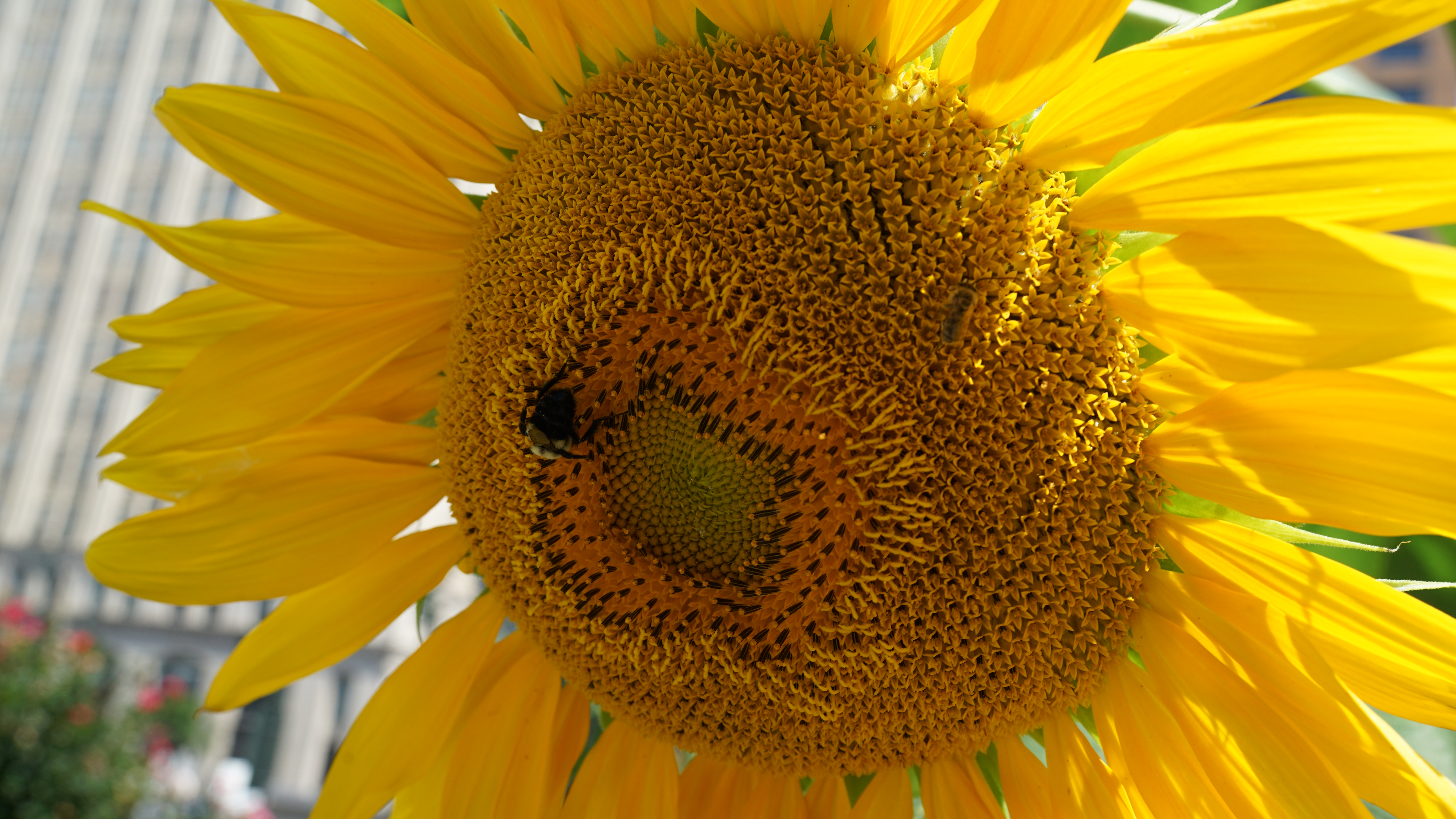 sunflower head 8-25-2015