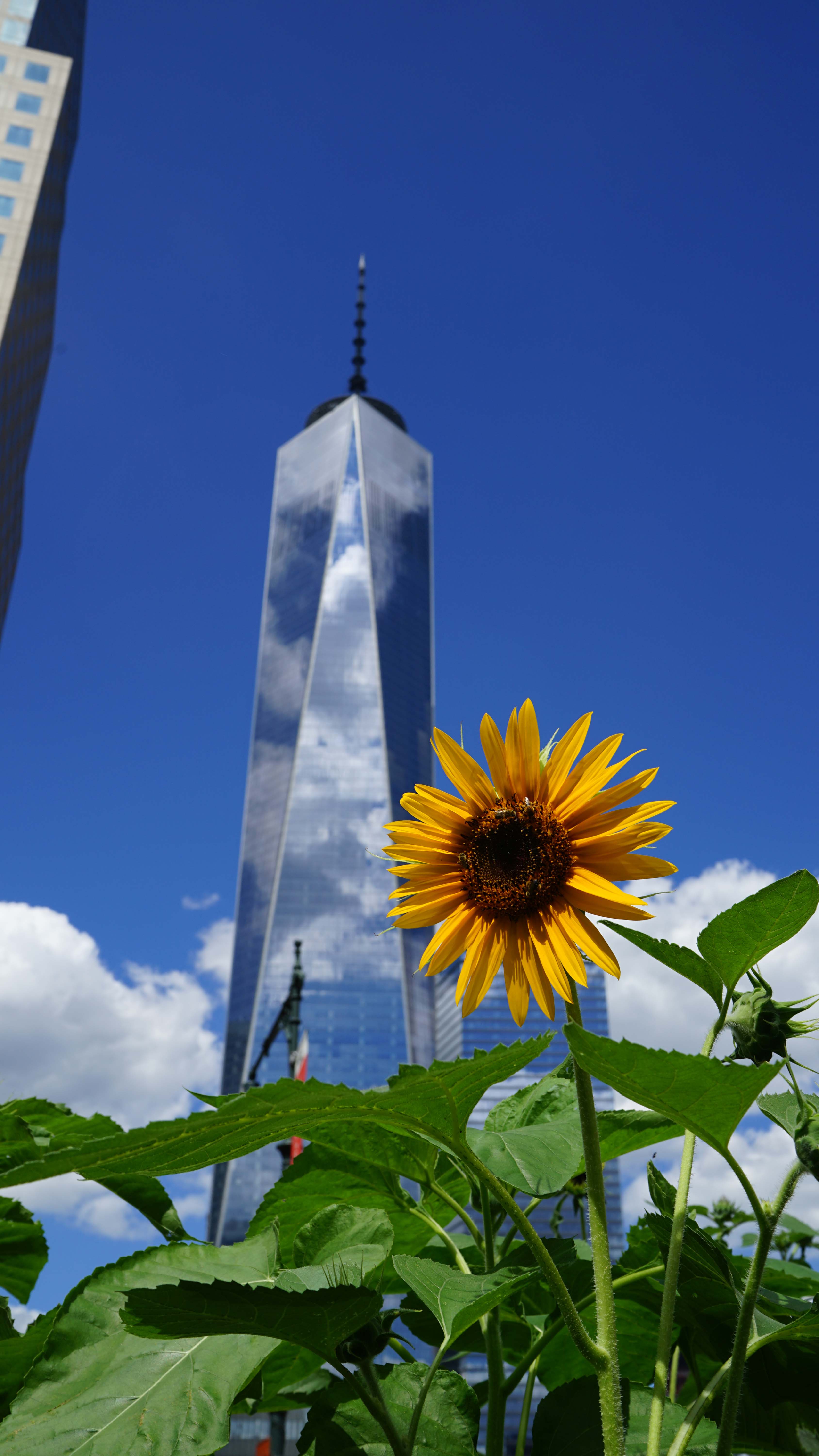 sunflowers and bees and 1 WTC 8-13-2015