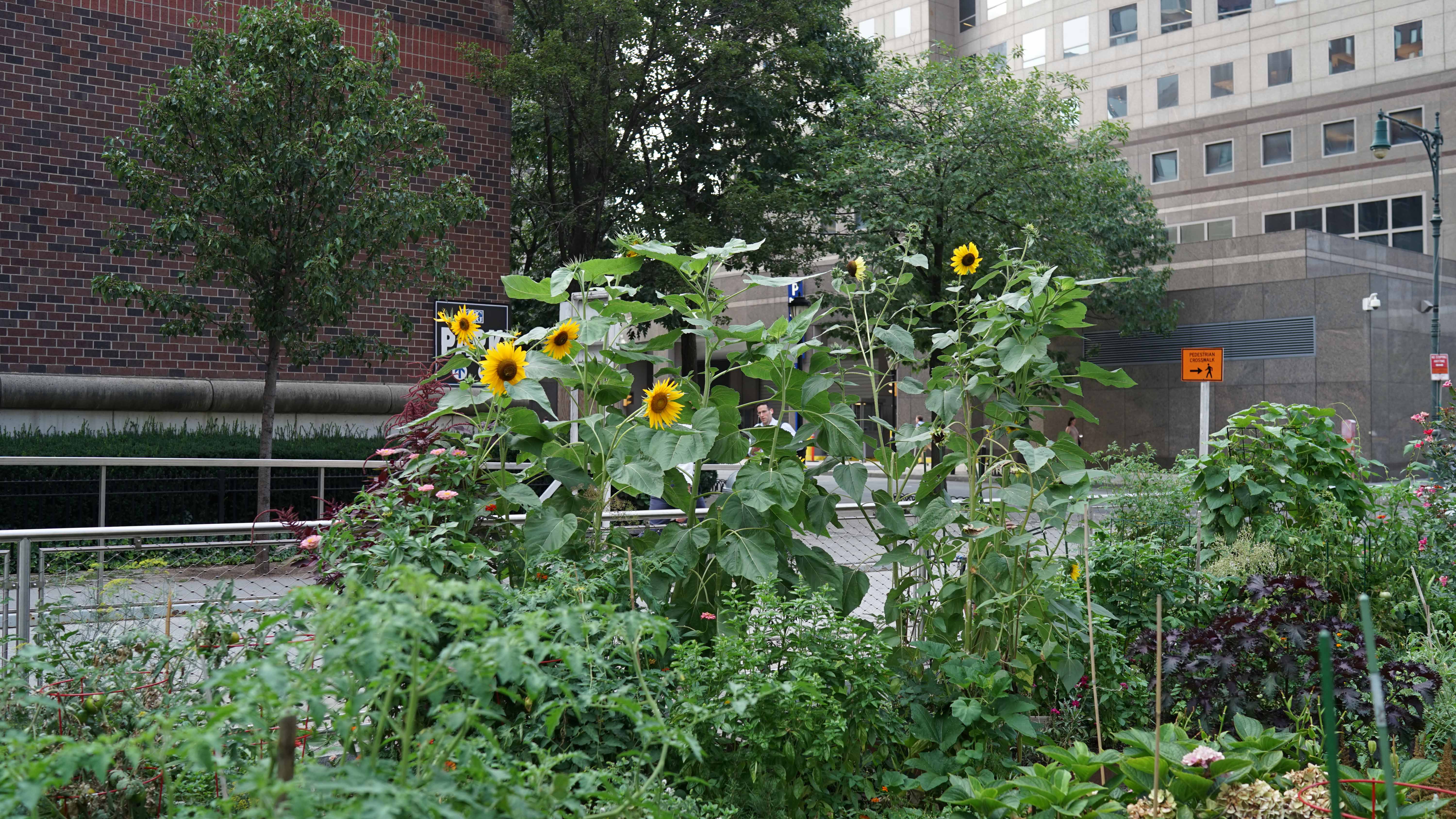 sunflowers wide 8-19-2015