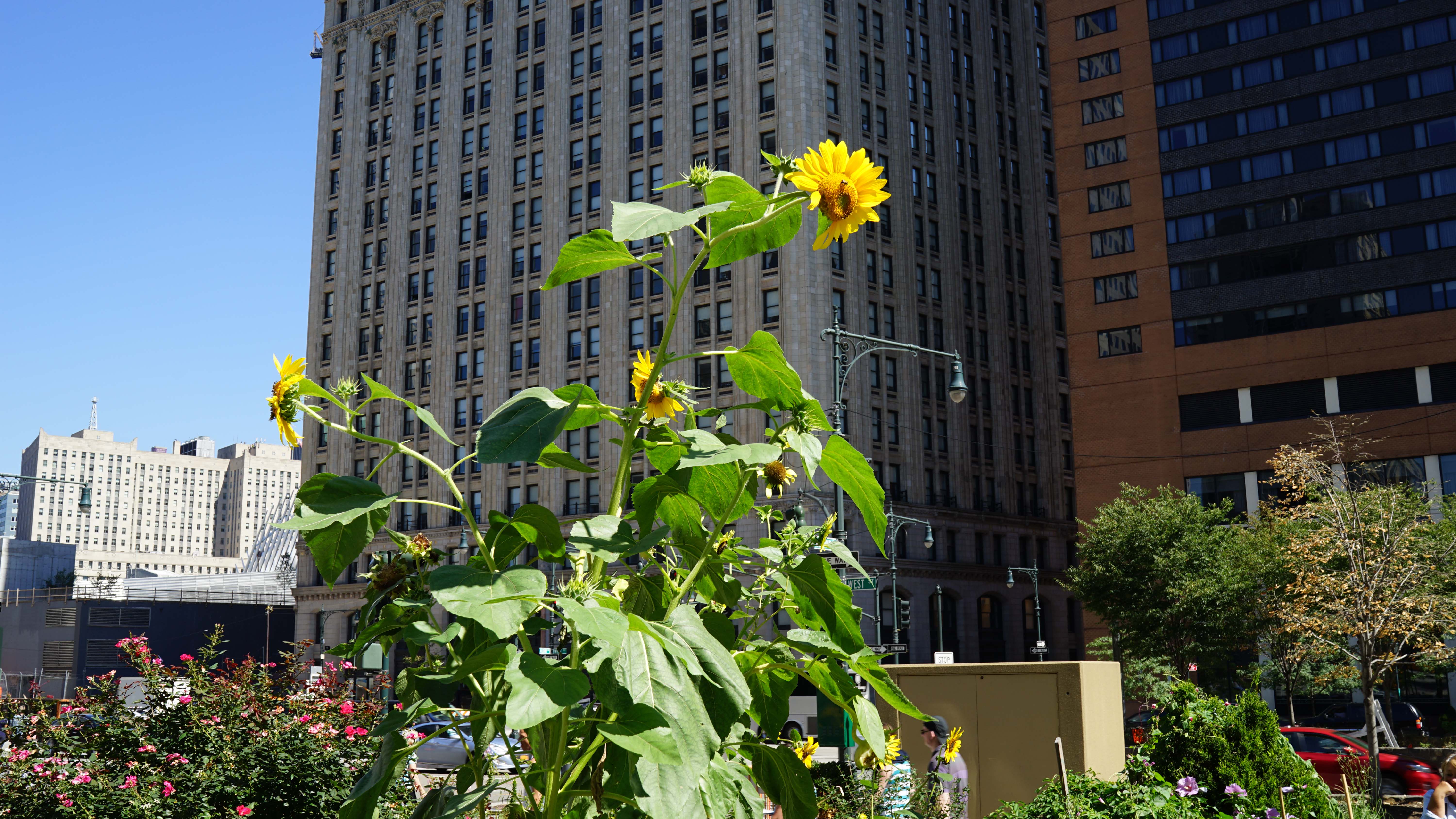 last tallest sunflower of 2015